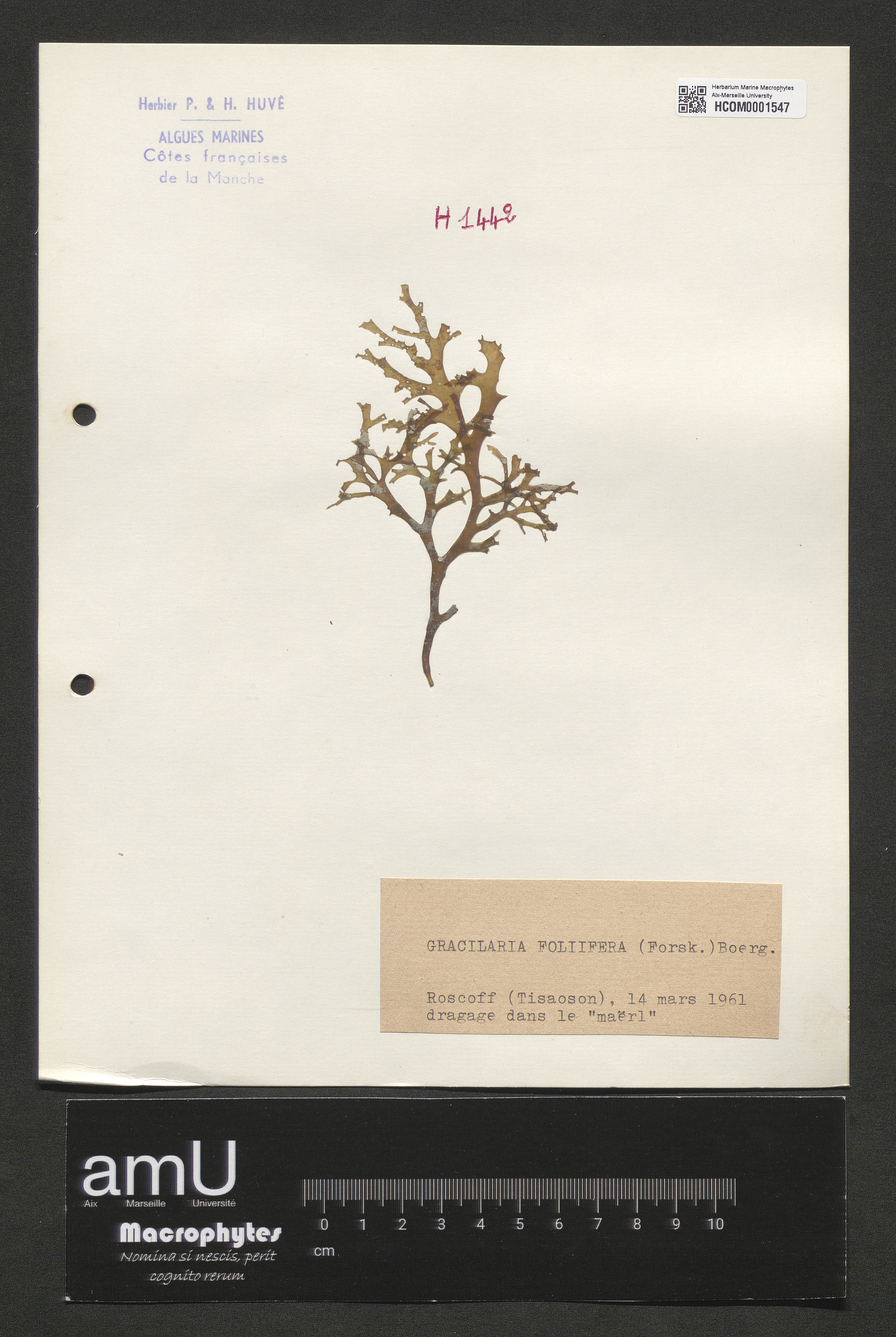 Gracilaria foliifera specimen