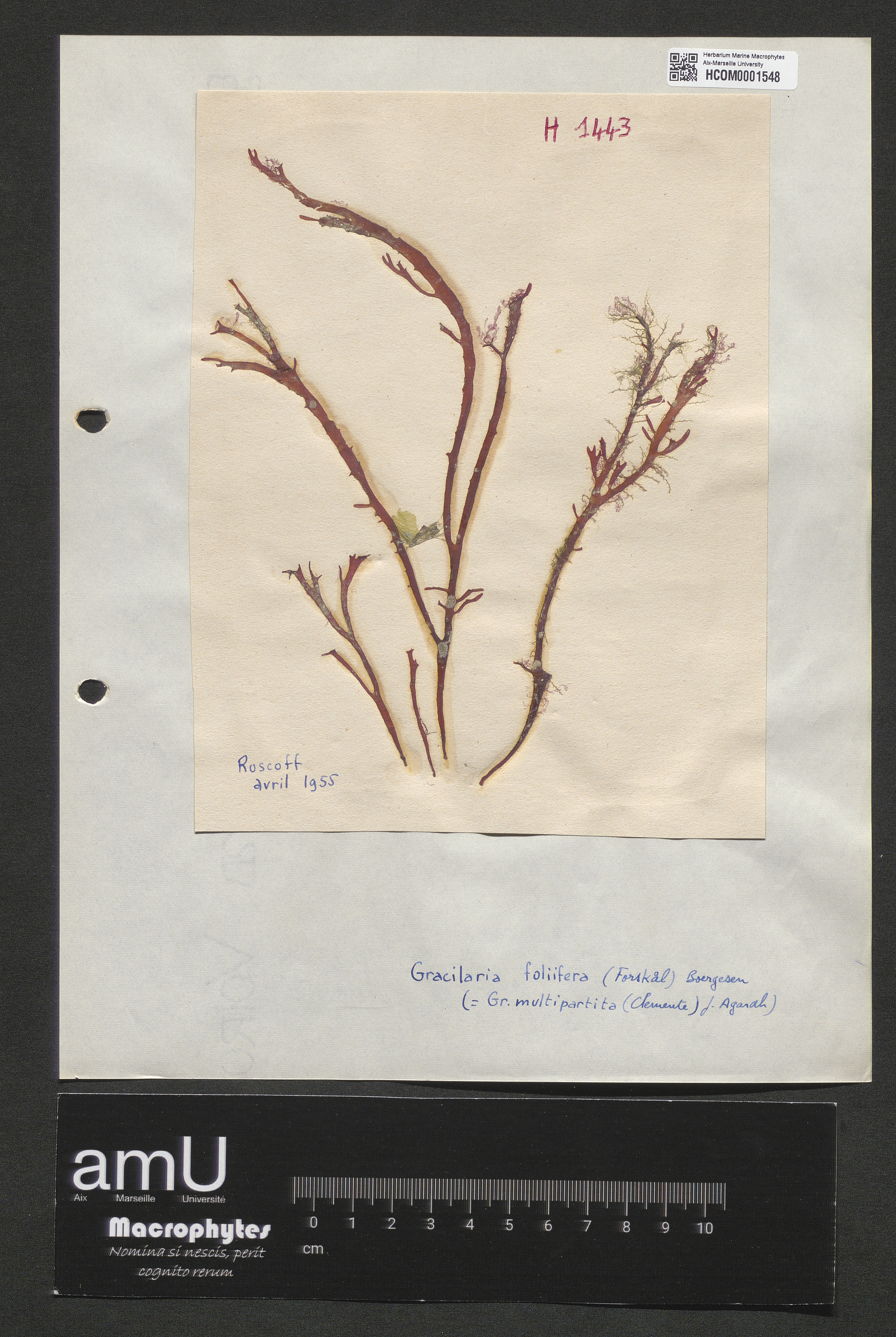 Gracilaria foliifera specimen