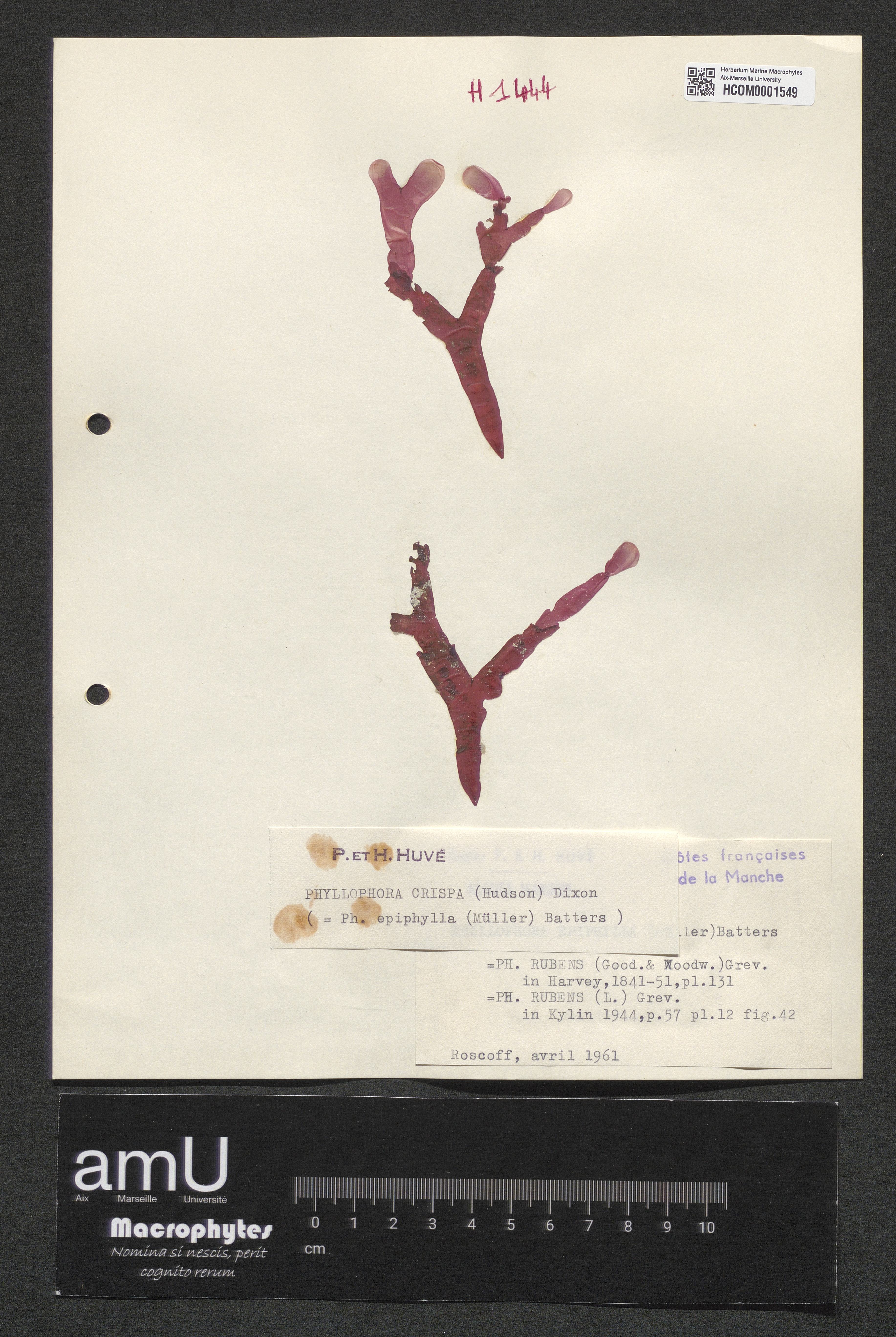 Phyllophora crispa specimen