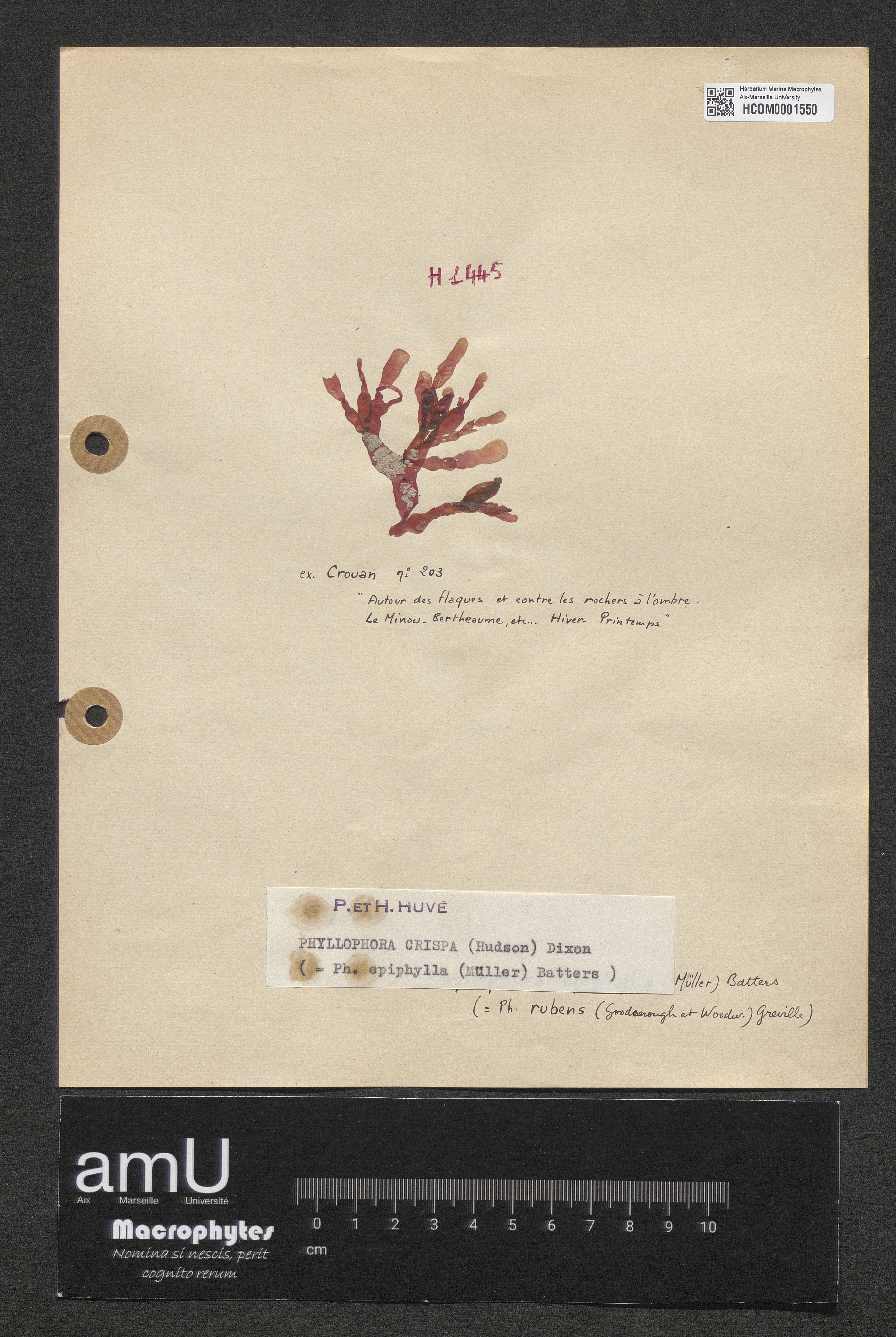Phyllophora crispa specimen
