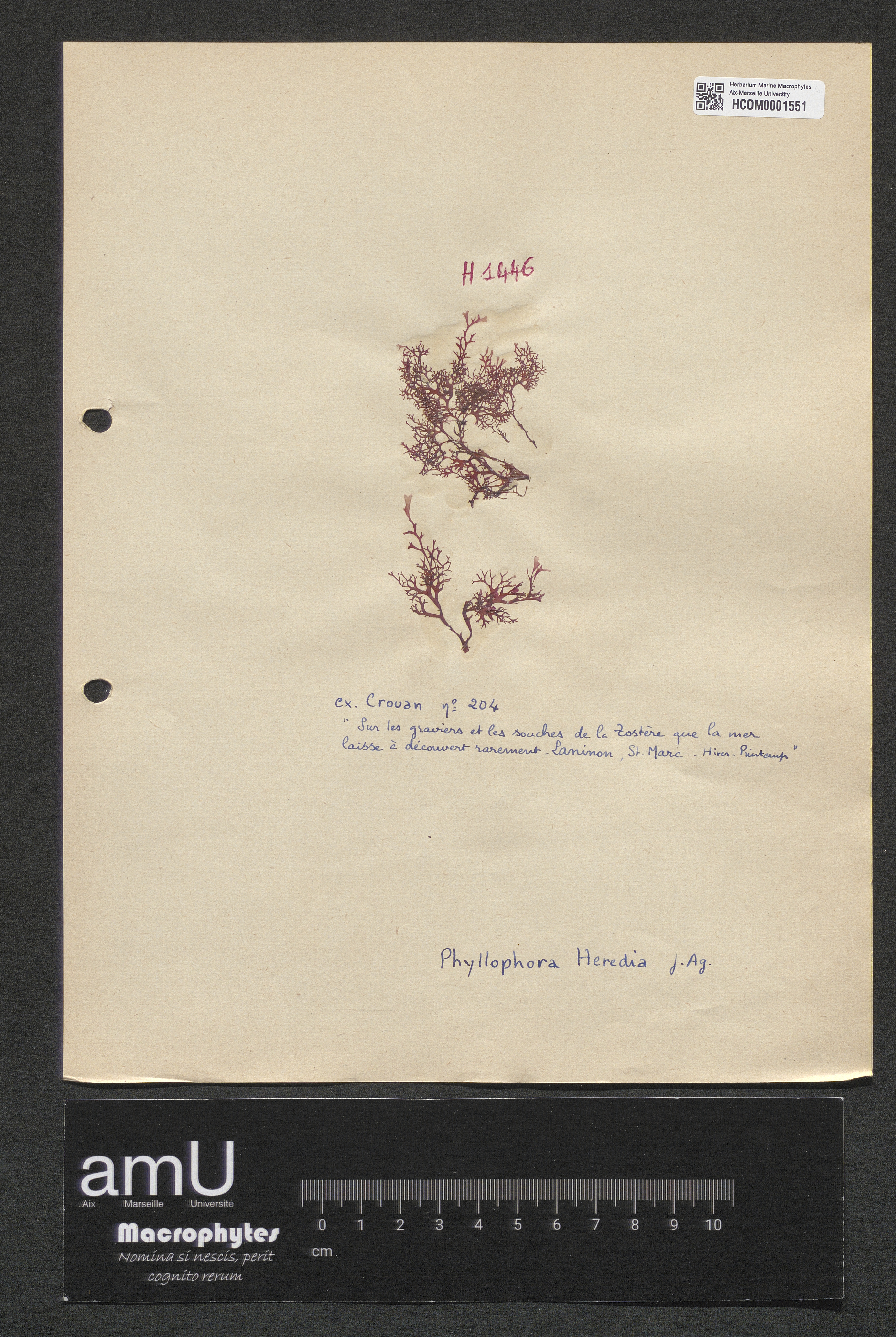 Phyllophora heredia specimen