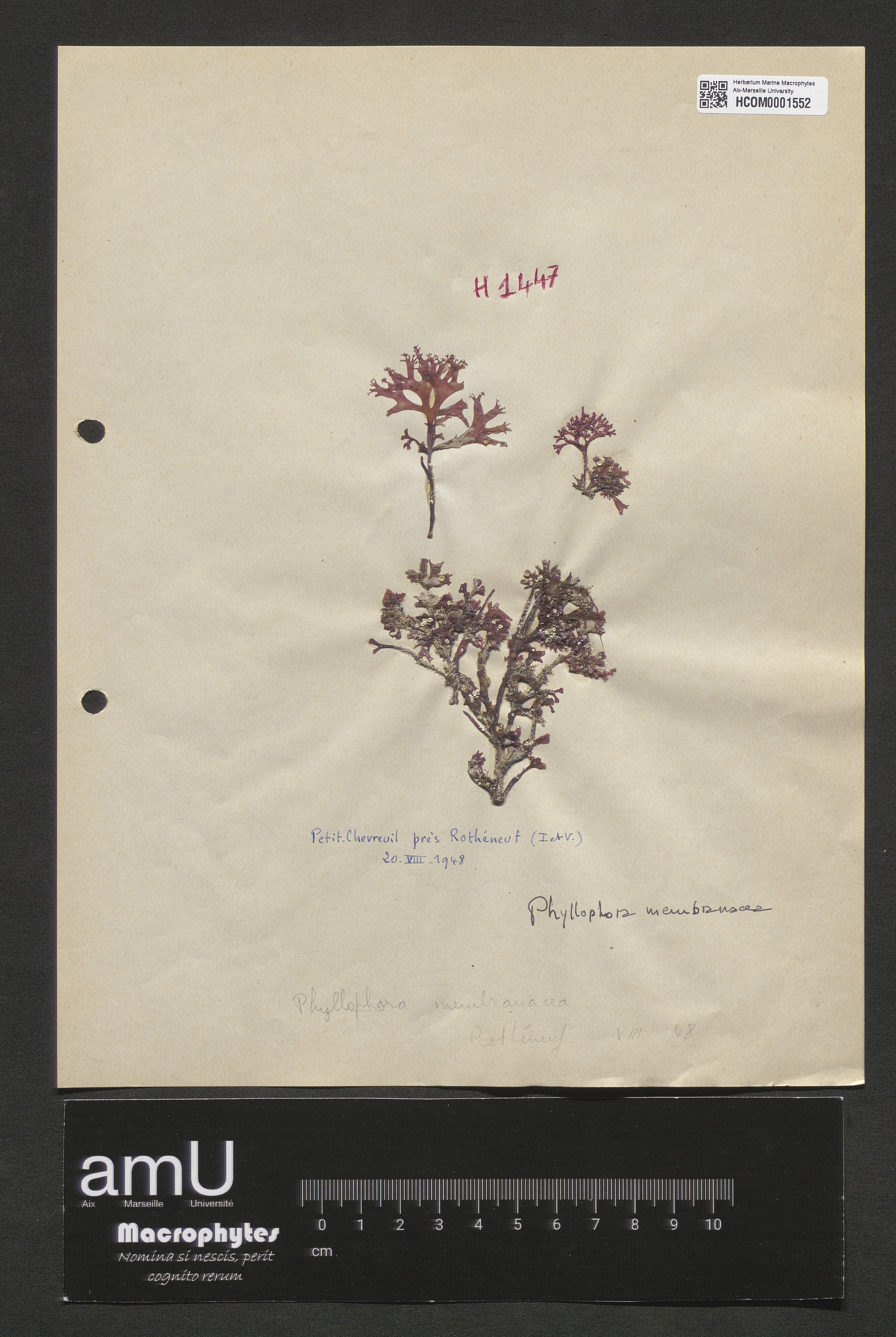 Phyllophora membranacea specimen