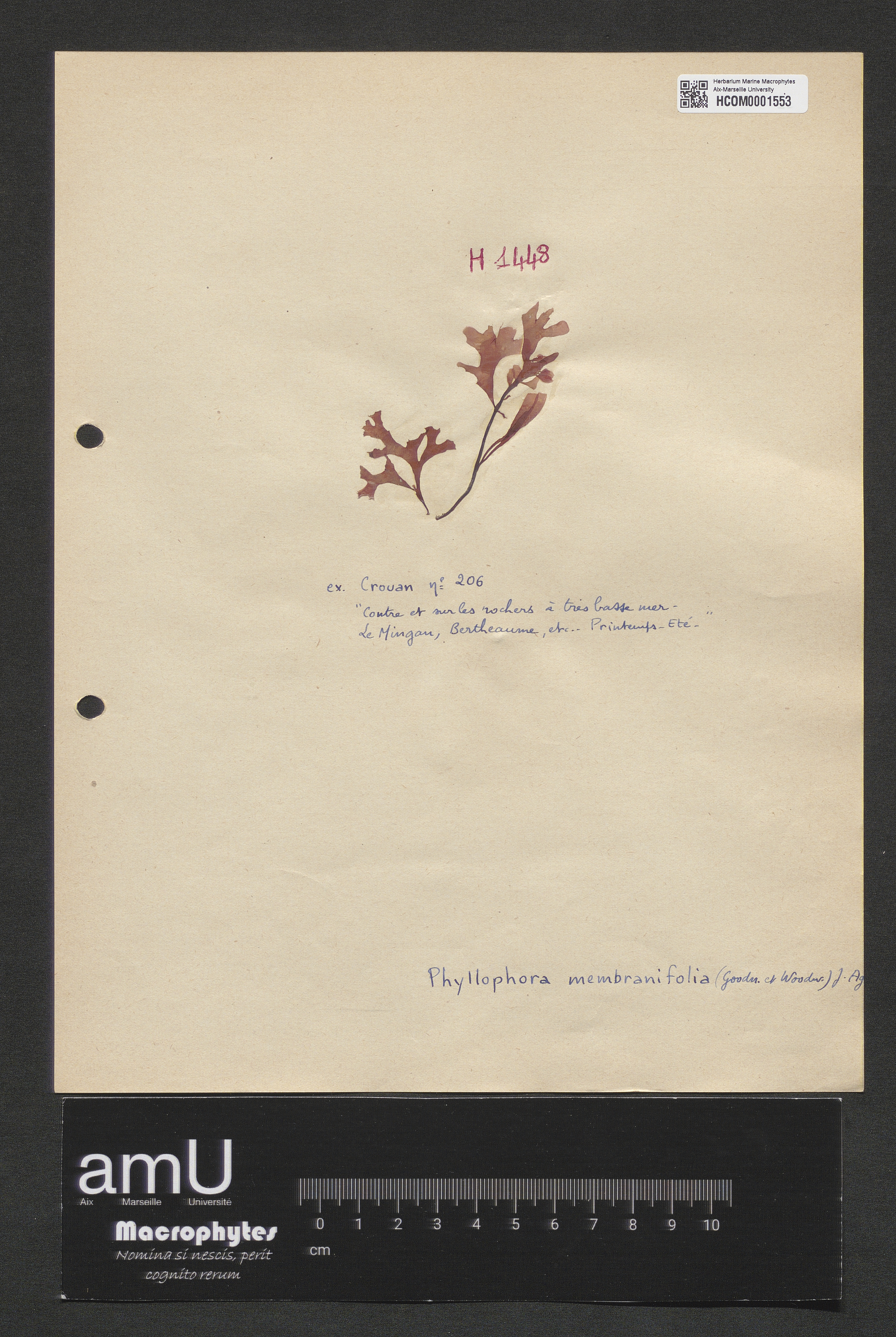 Phyllophora membranifolia specimen