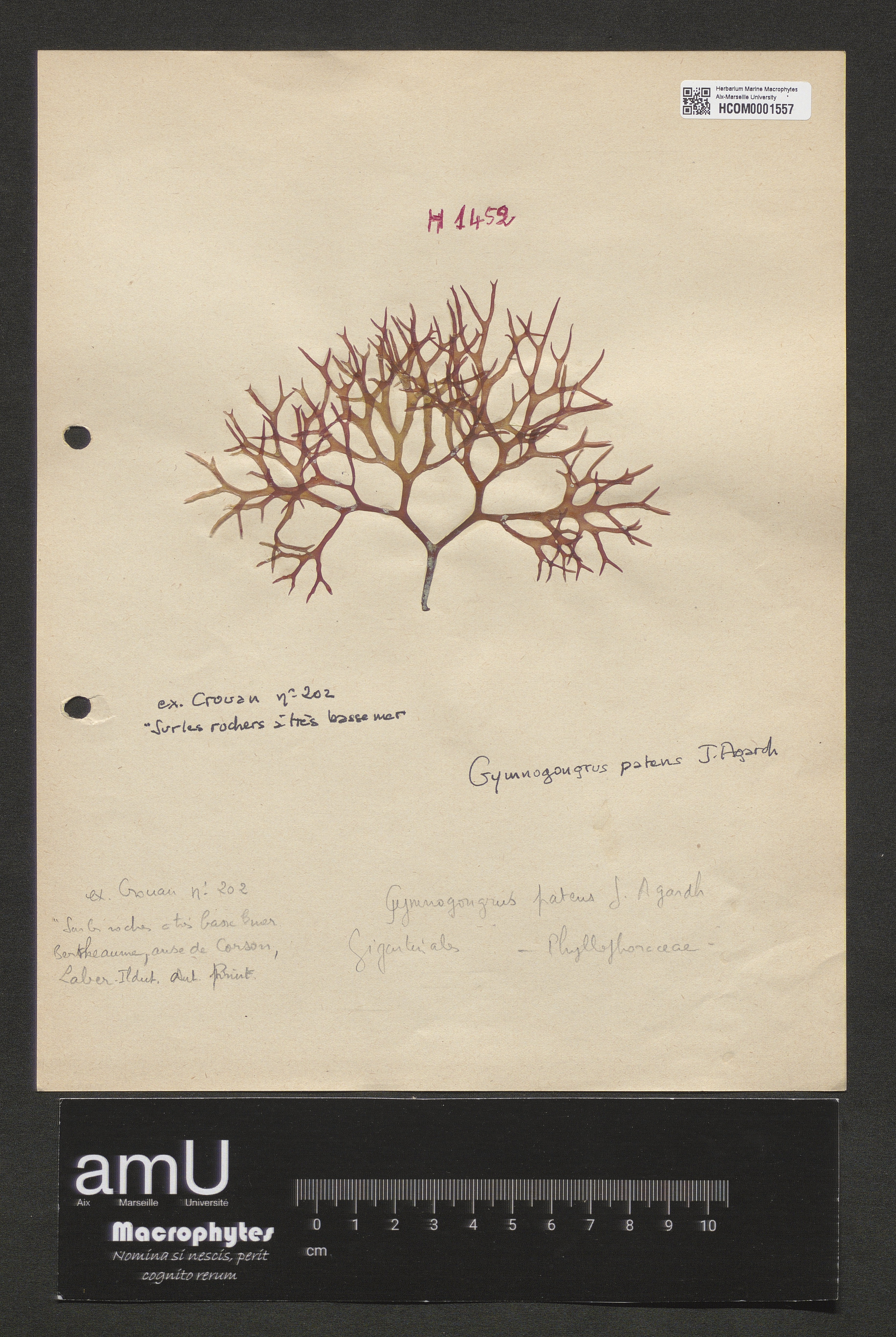 Gymnogongrus patens specimen