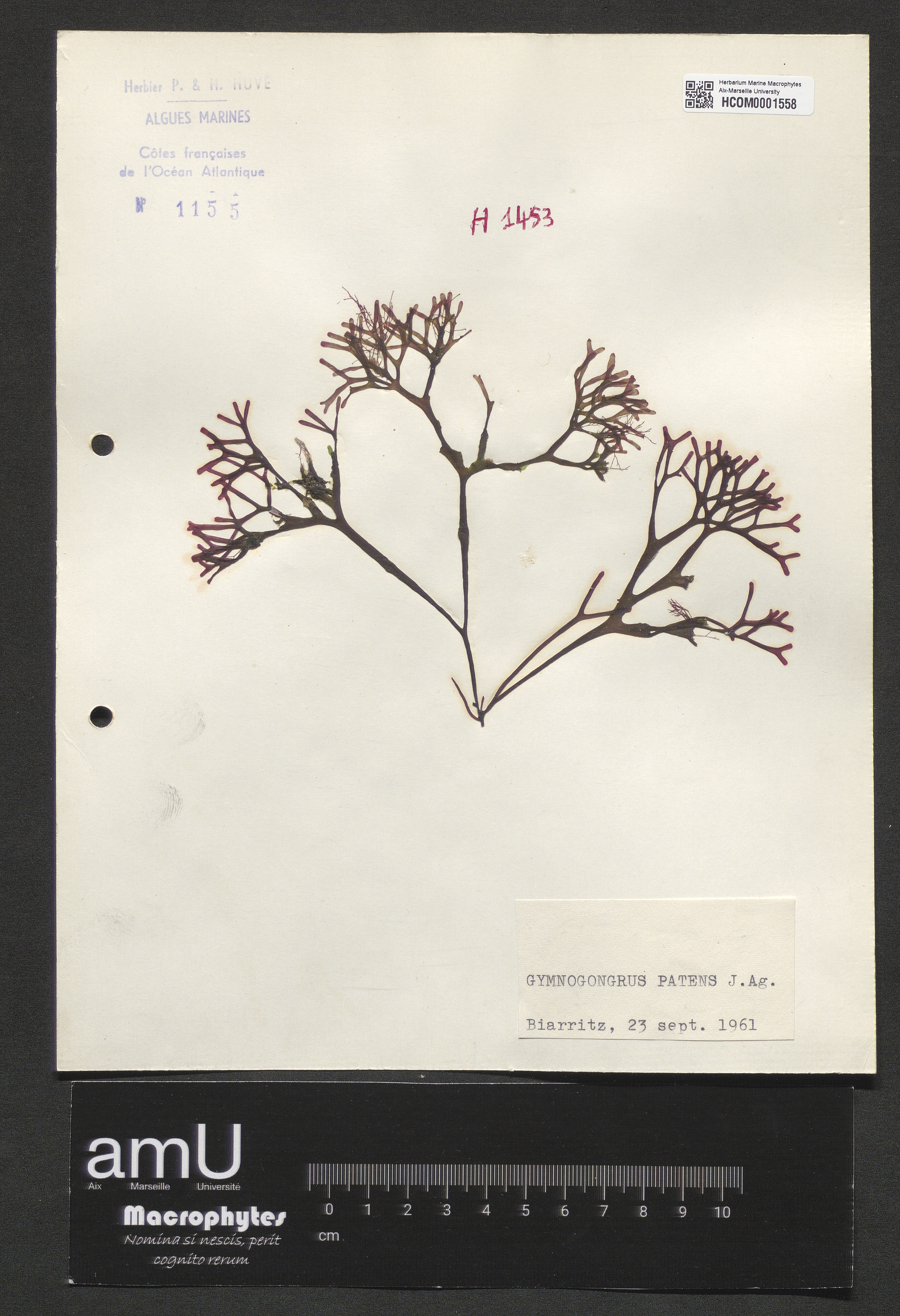 Gymnogongrus patens specimen