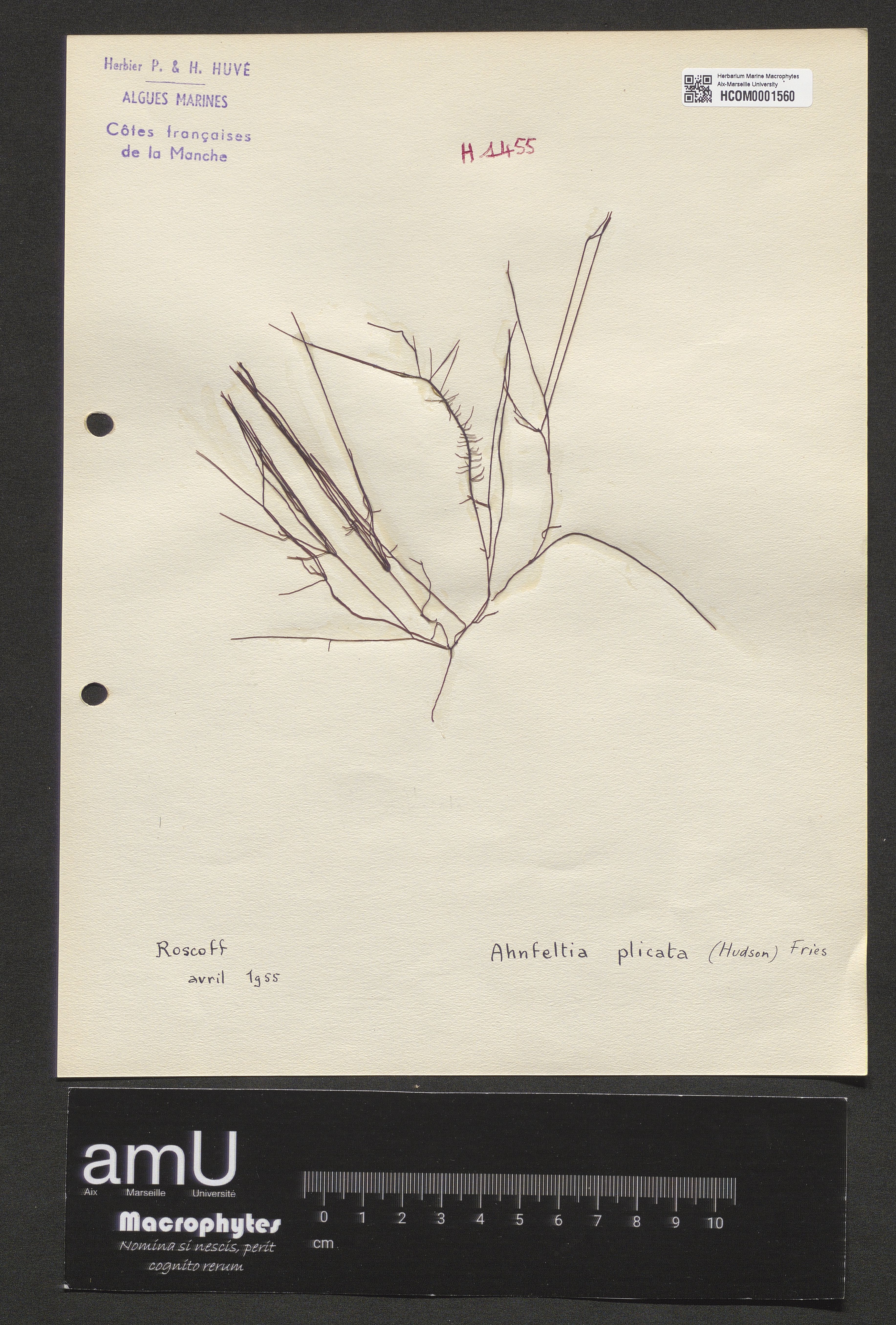Ahnfeltia plicata specimen