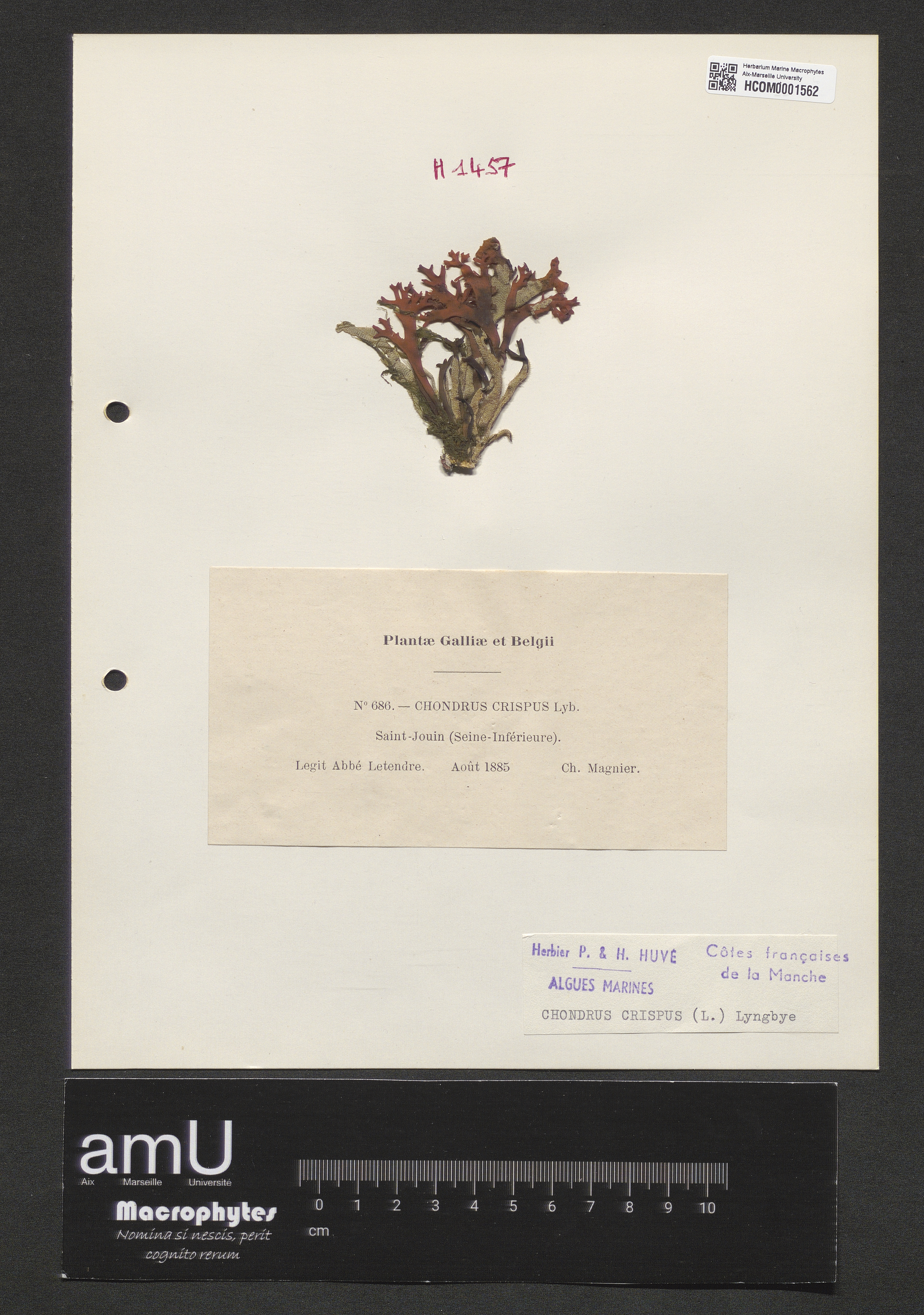 Chondrus crispus specimen
