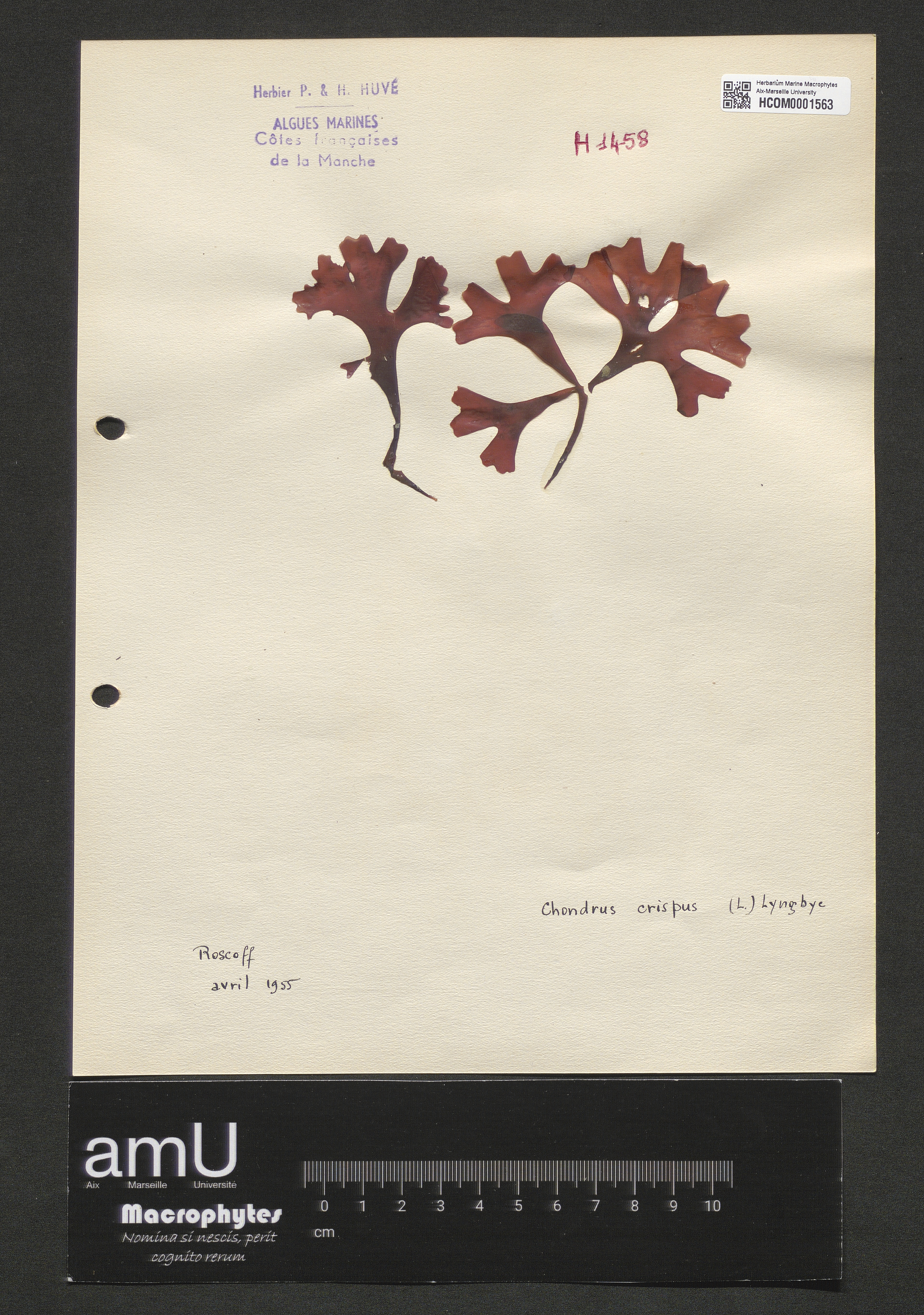 Chondrus crispus specimen