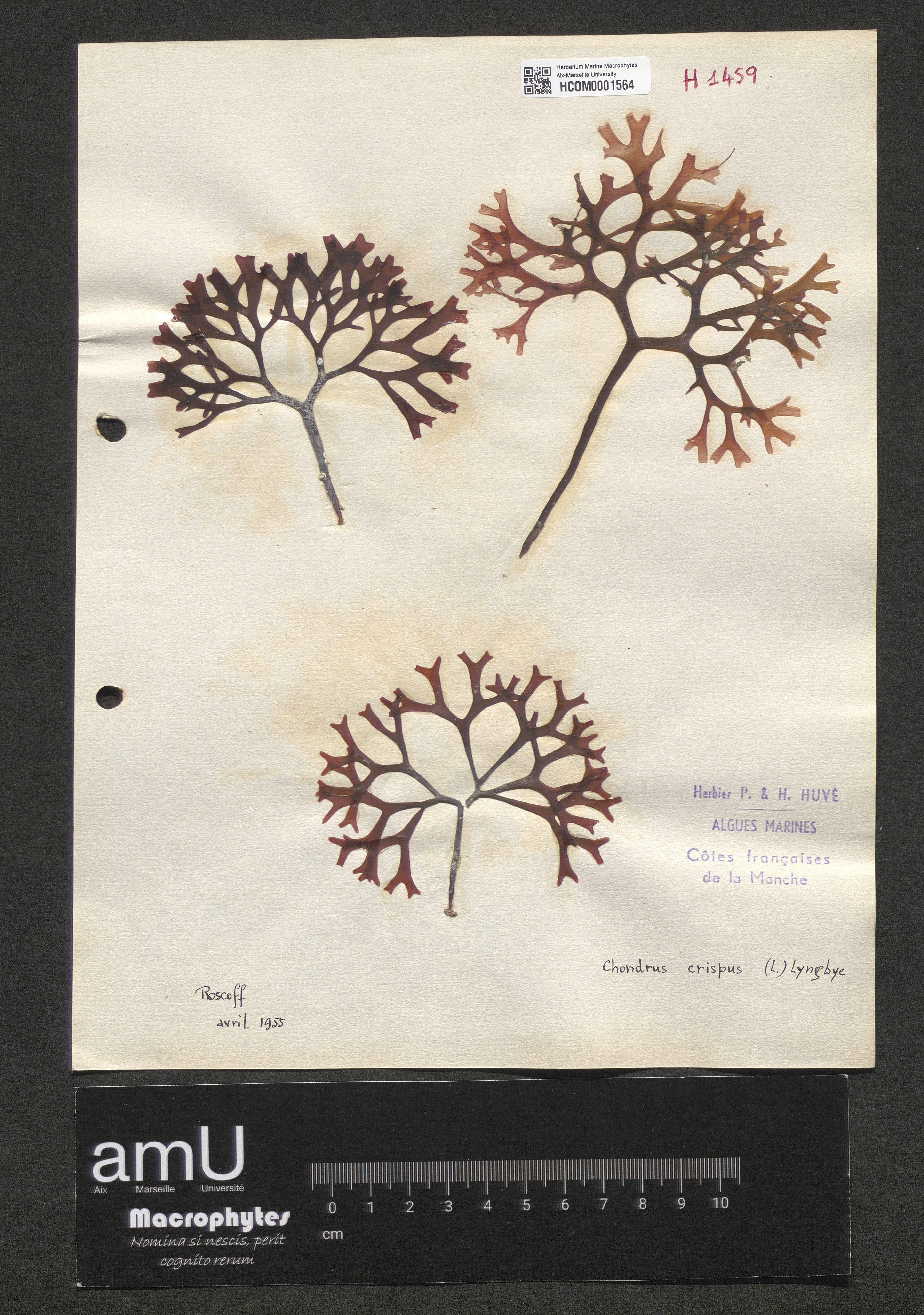 Chondrus crispus specimen