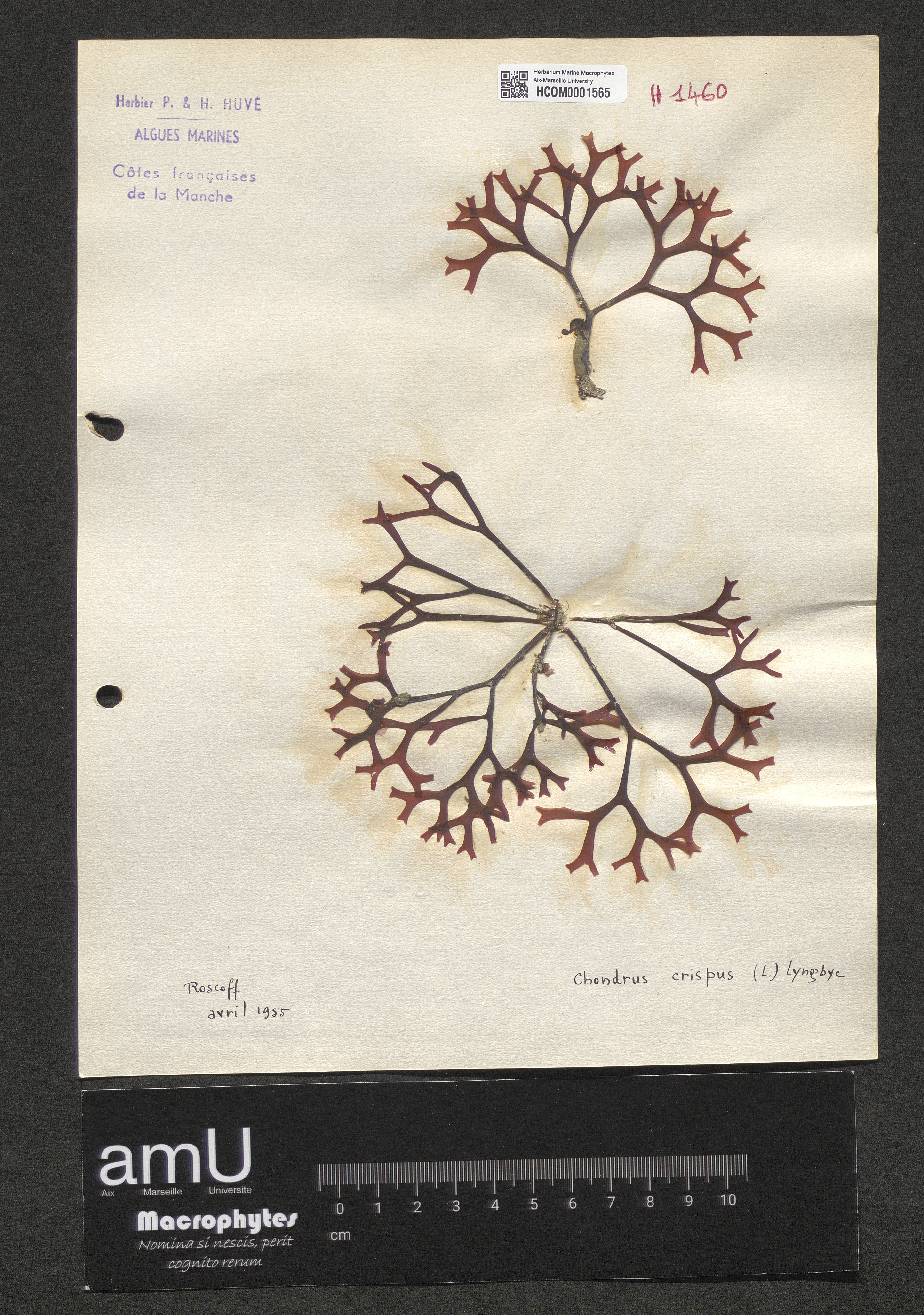 Chondrus crispus specimen