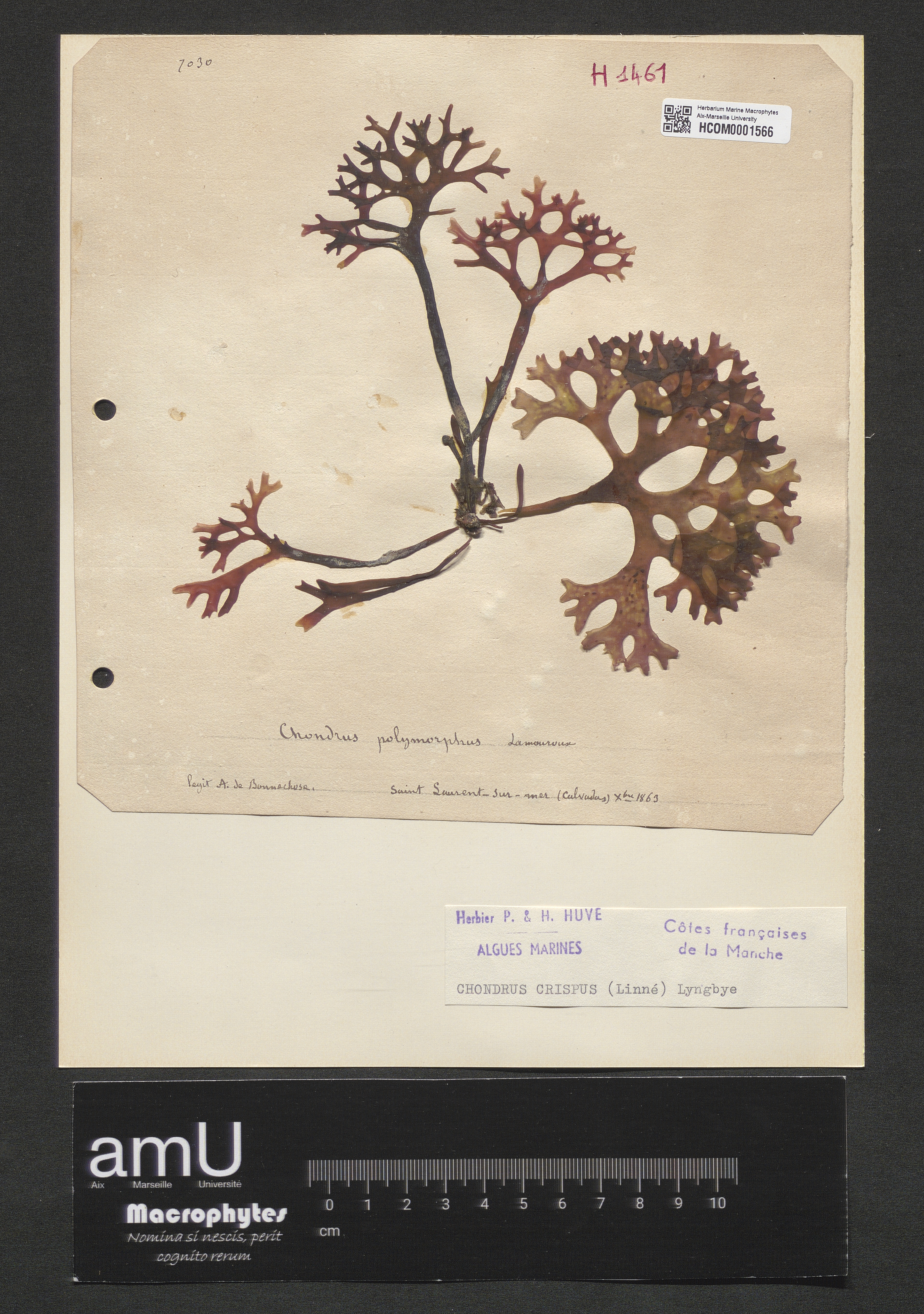 Chondrus crispus specimen