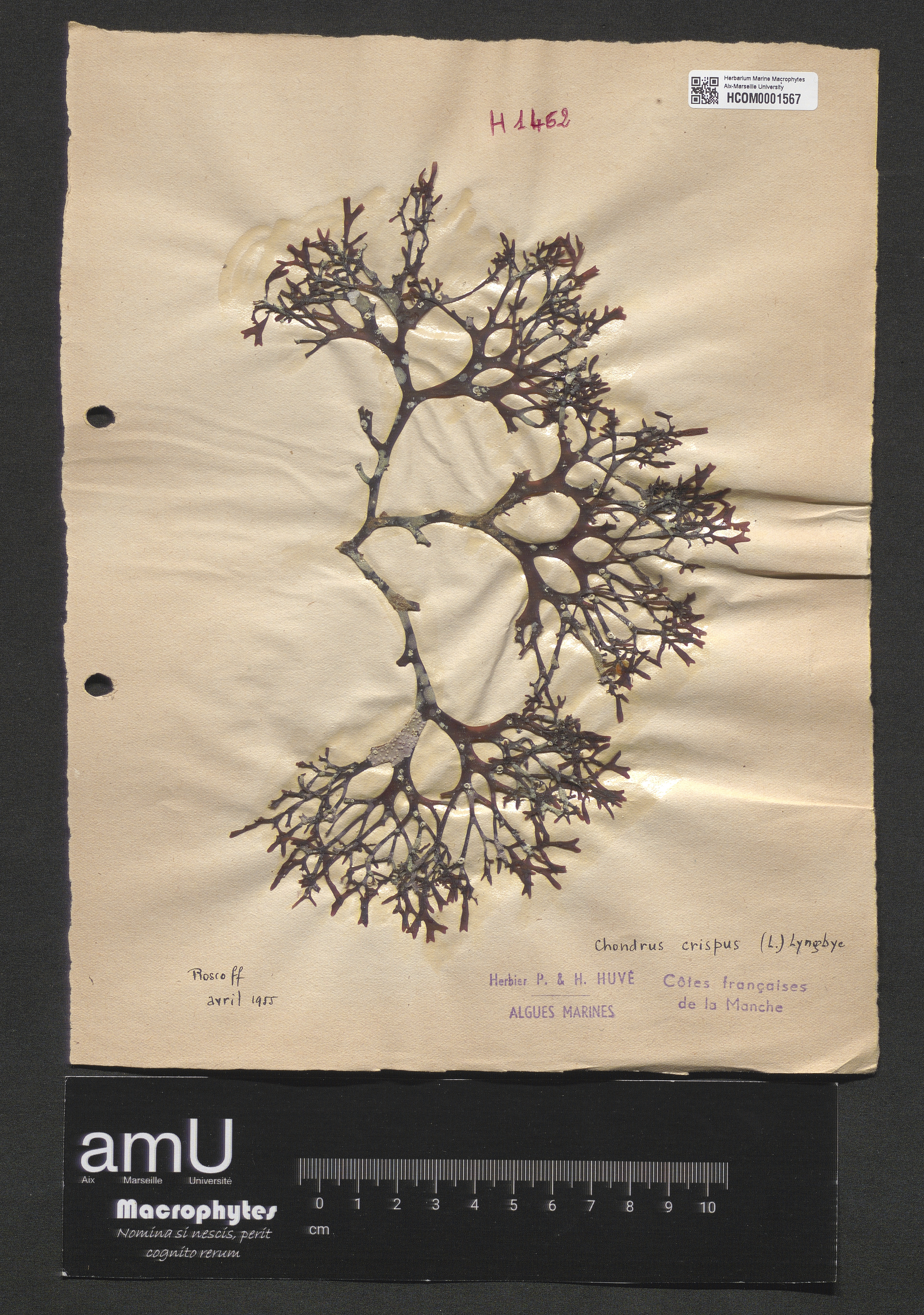 Chondrus crispus specimen