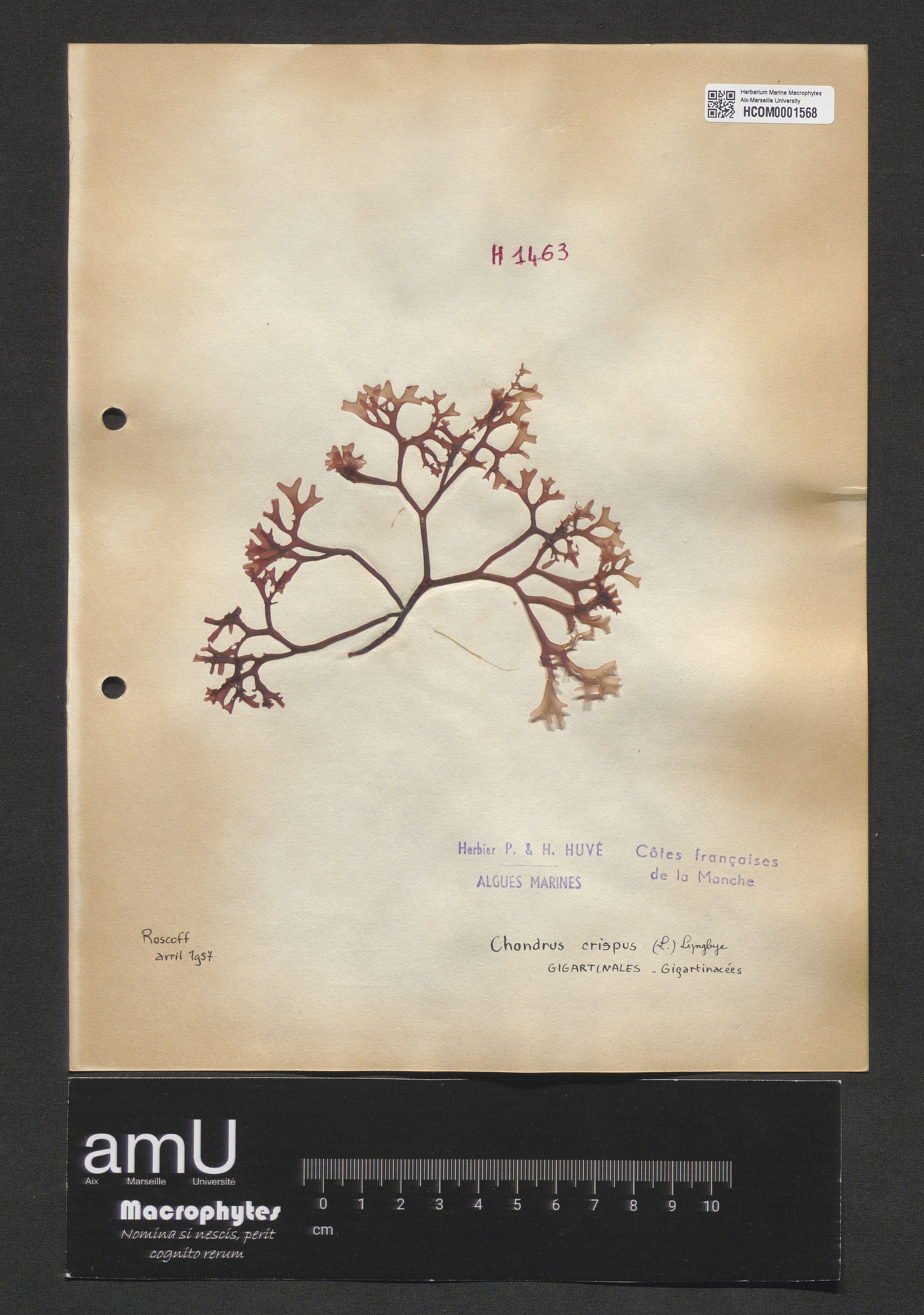 Chondrus crispus specimen