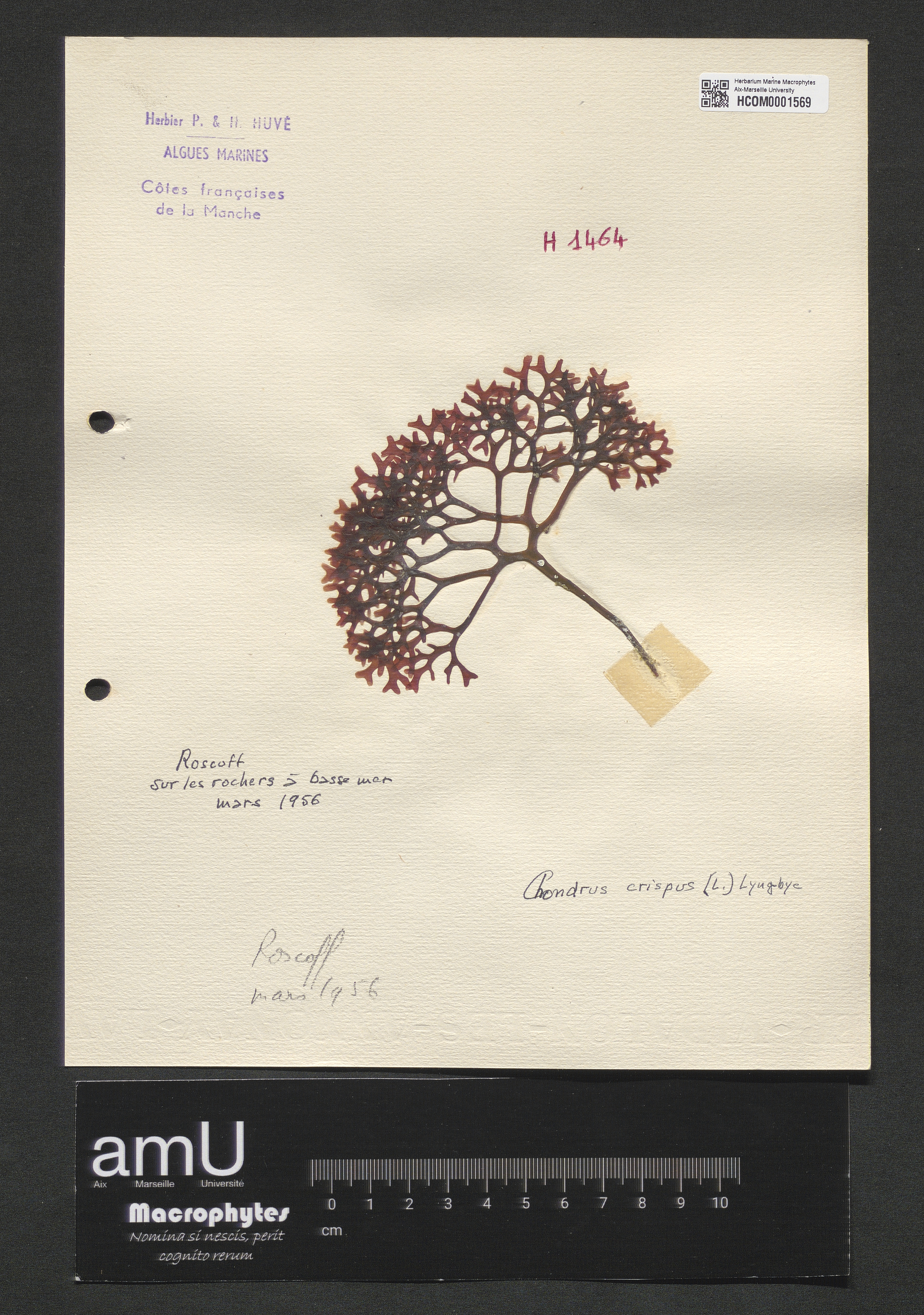 Chondrus crispus specimen