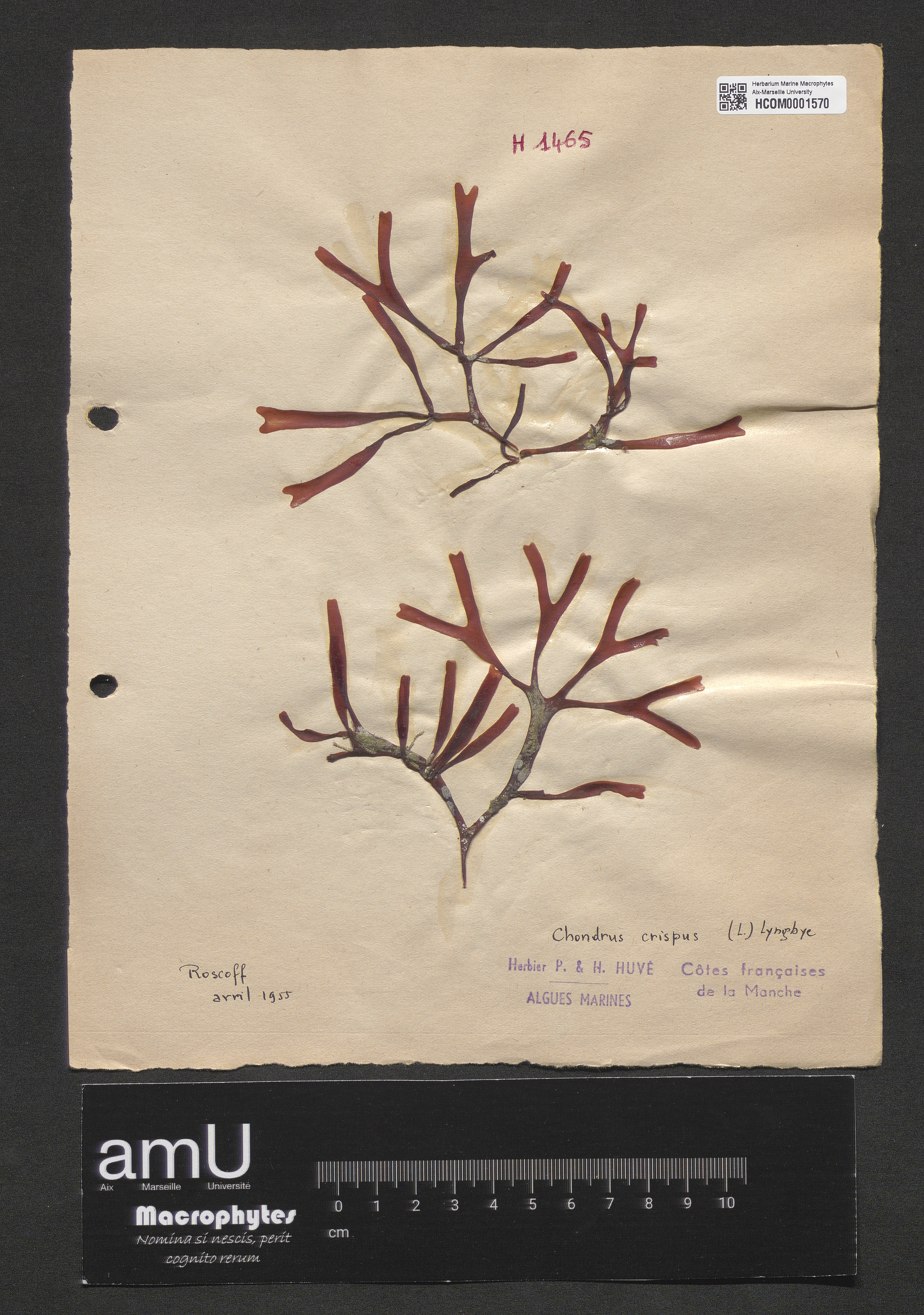 Chondrus crispus specimen