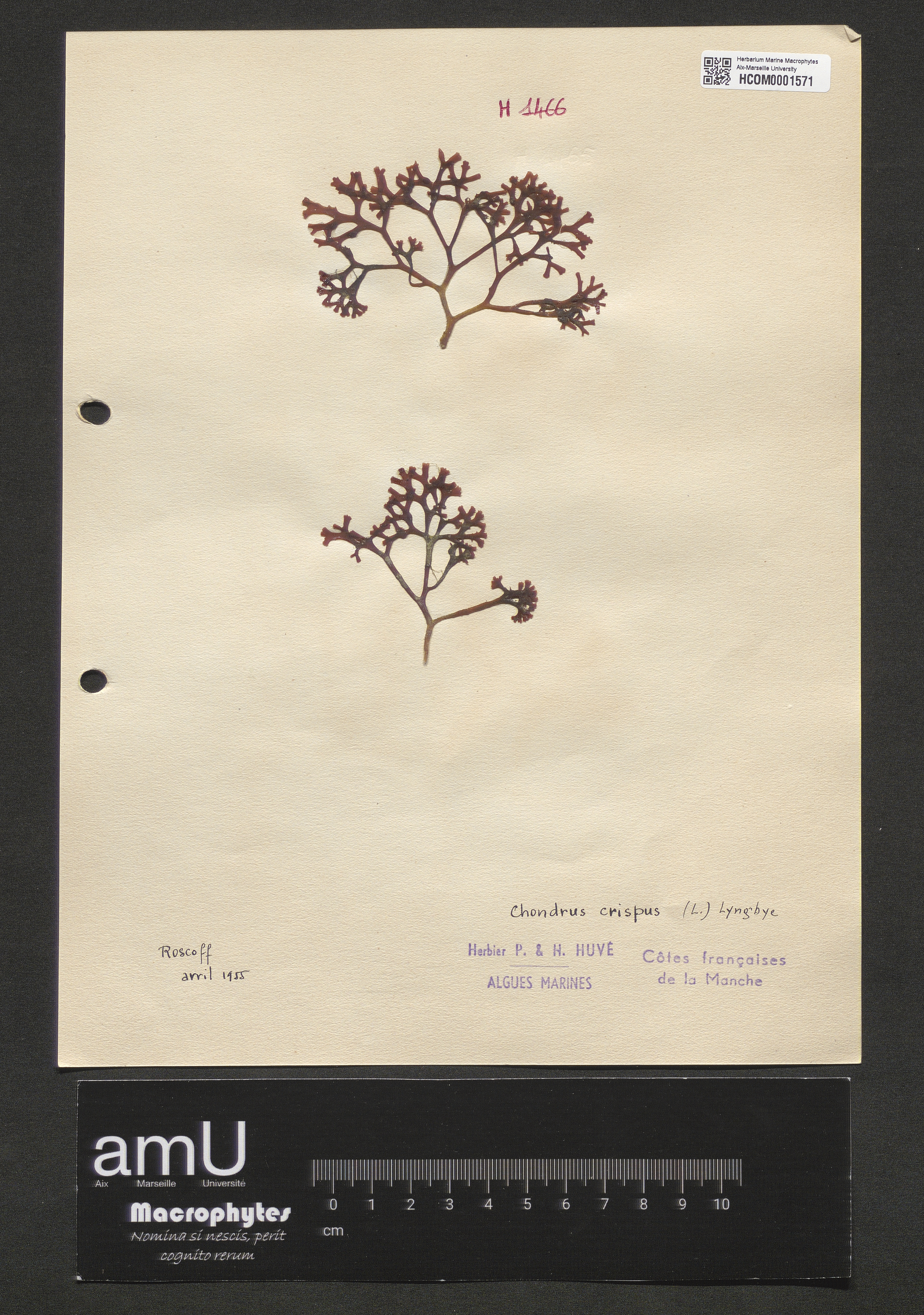 Chondrus crispus specimen