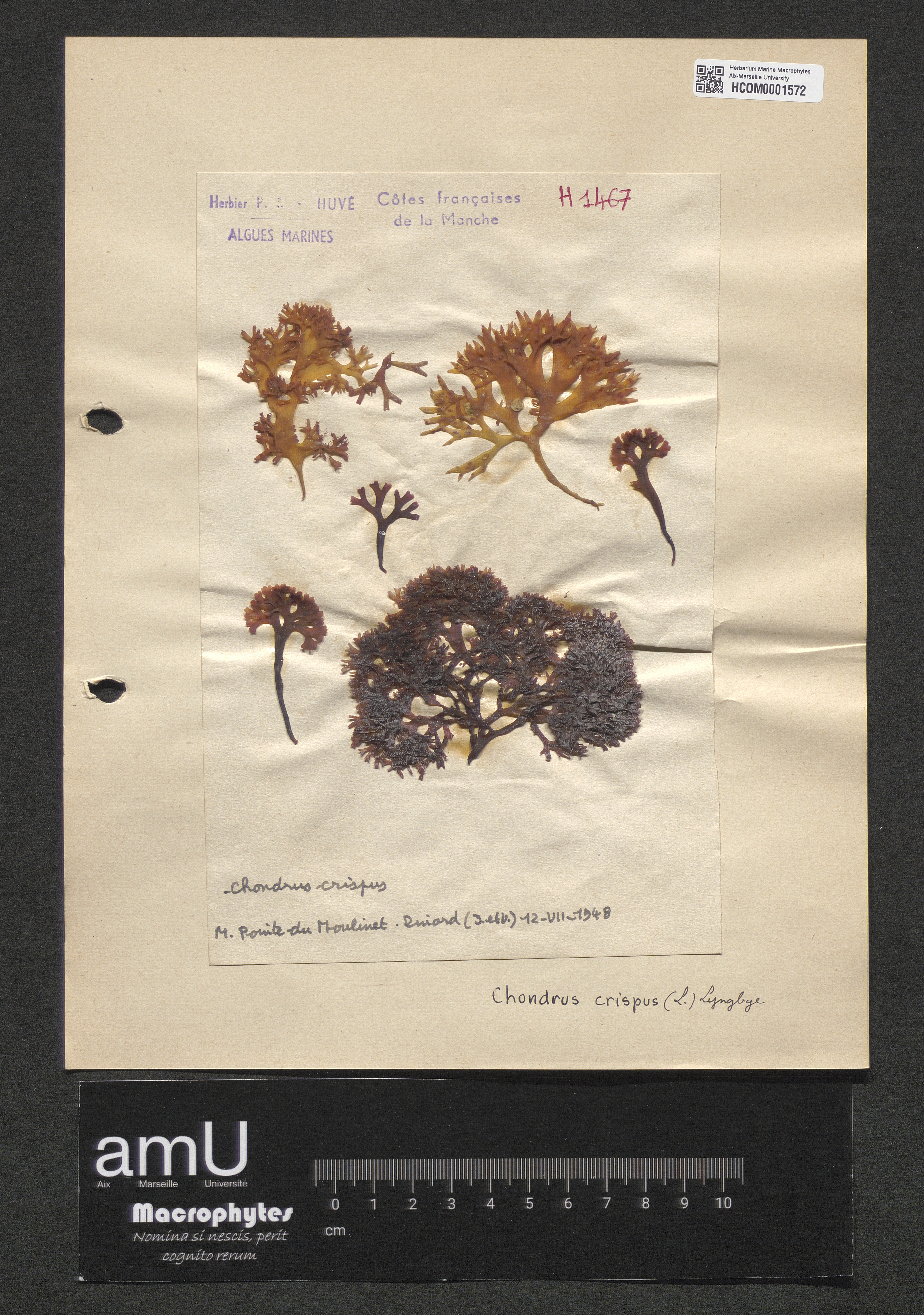Chondrus crispus specimen