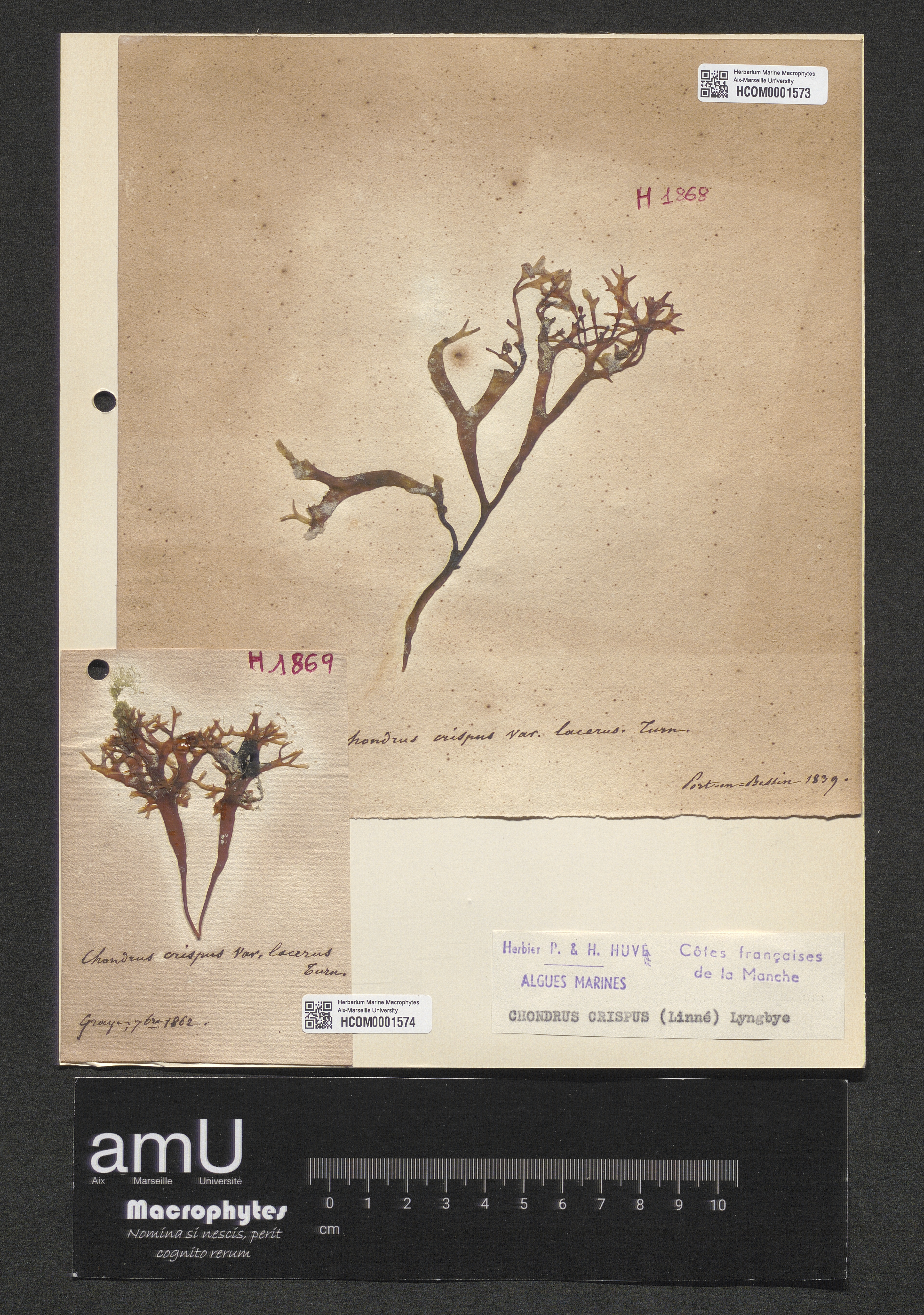 Chondrus crispus specimen