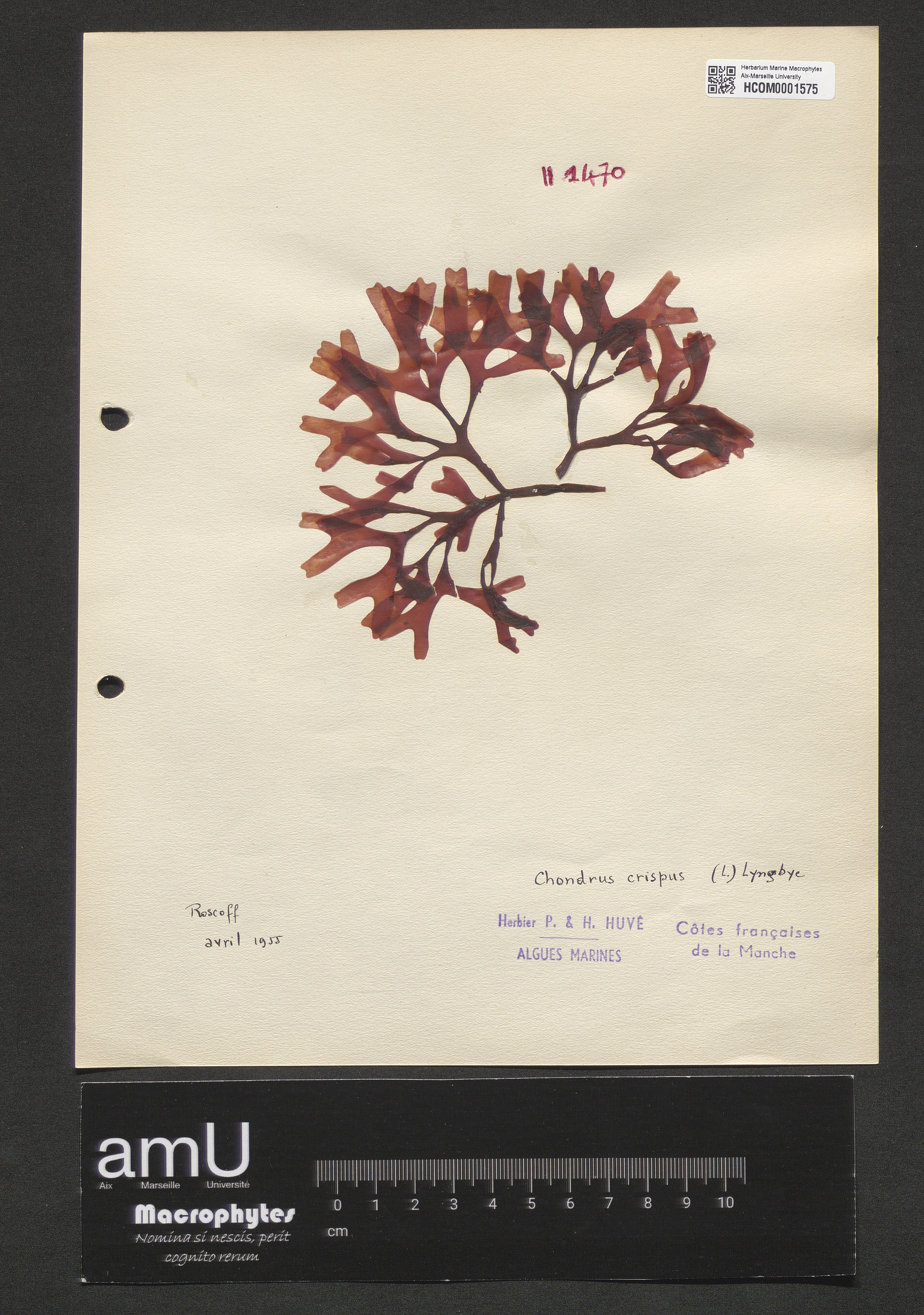 Chondrus crispus specimen