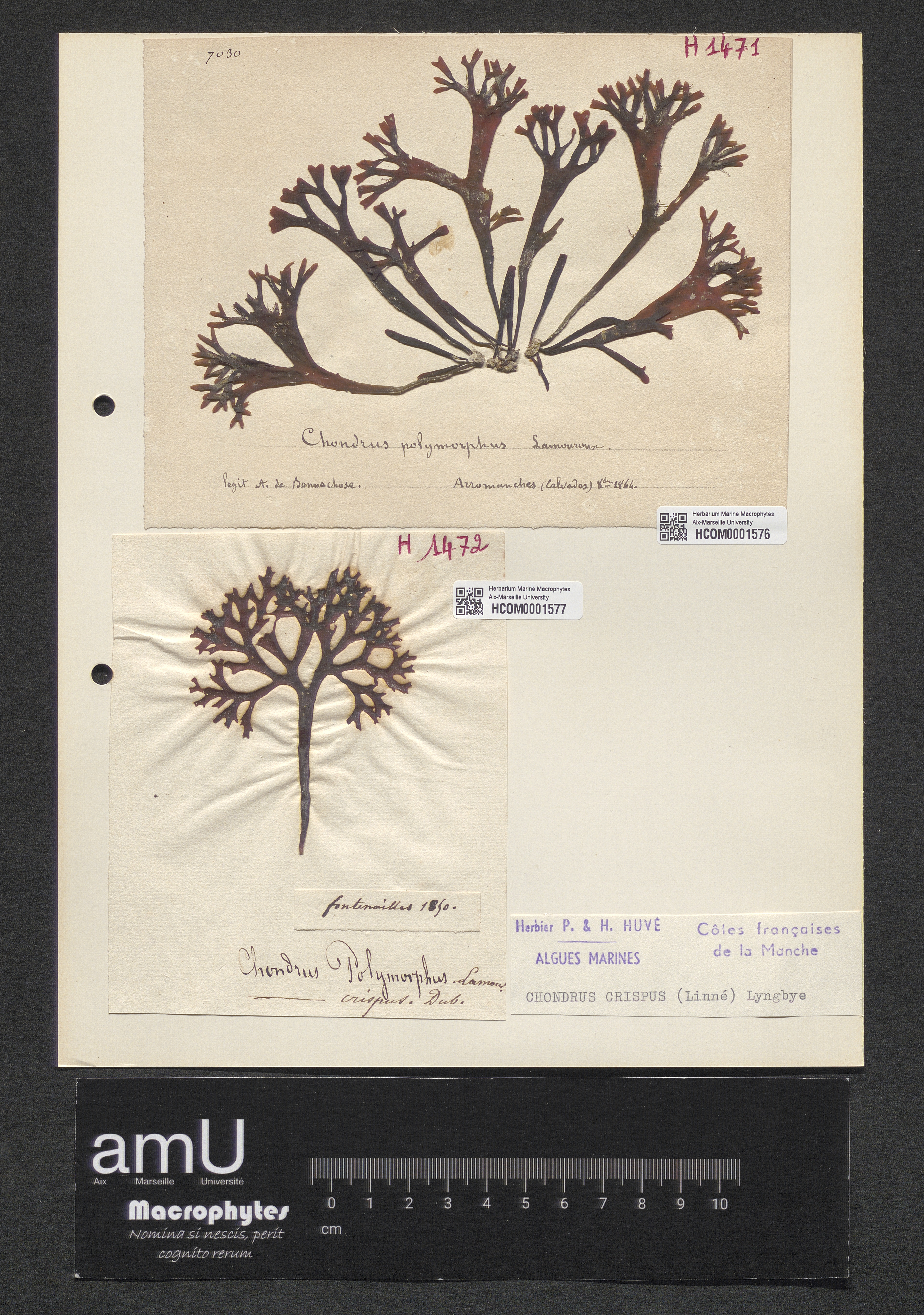 Chondrus crispus specimen