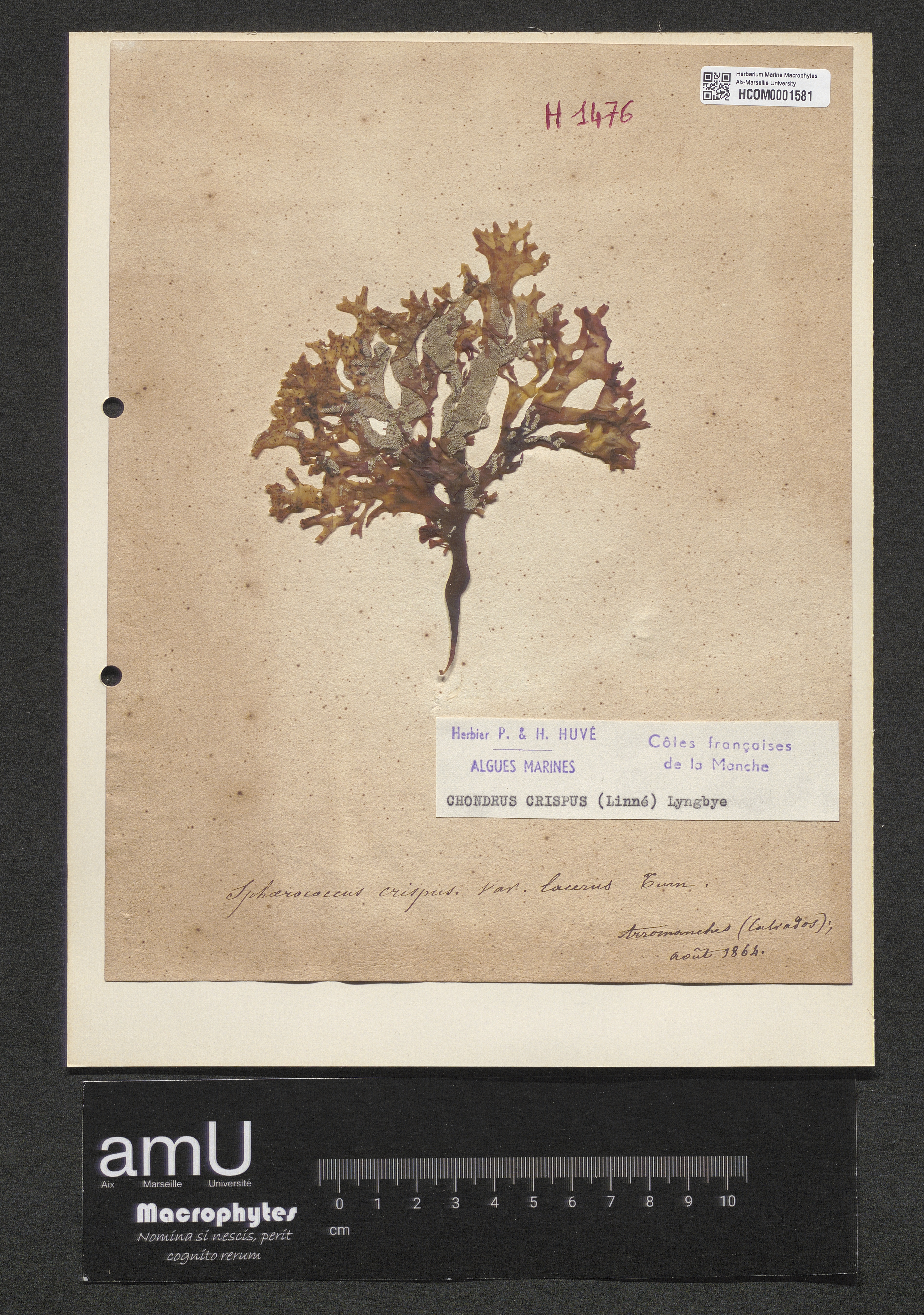 Chondrus crispus specimen