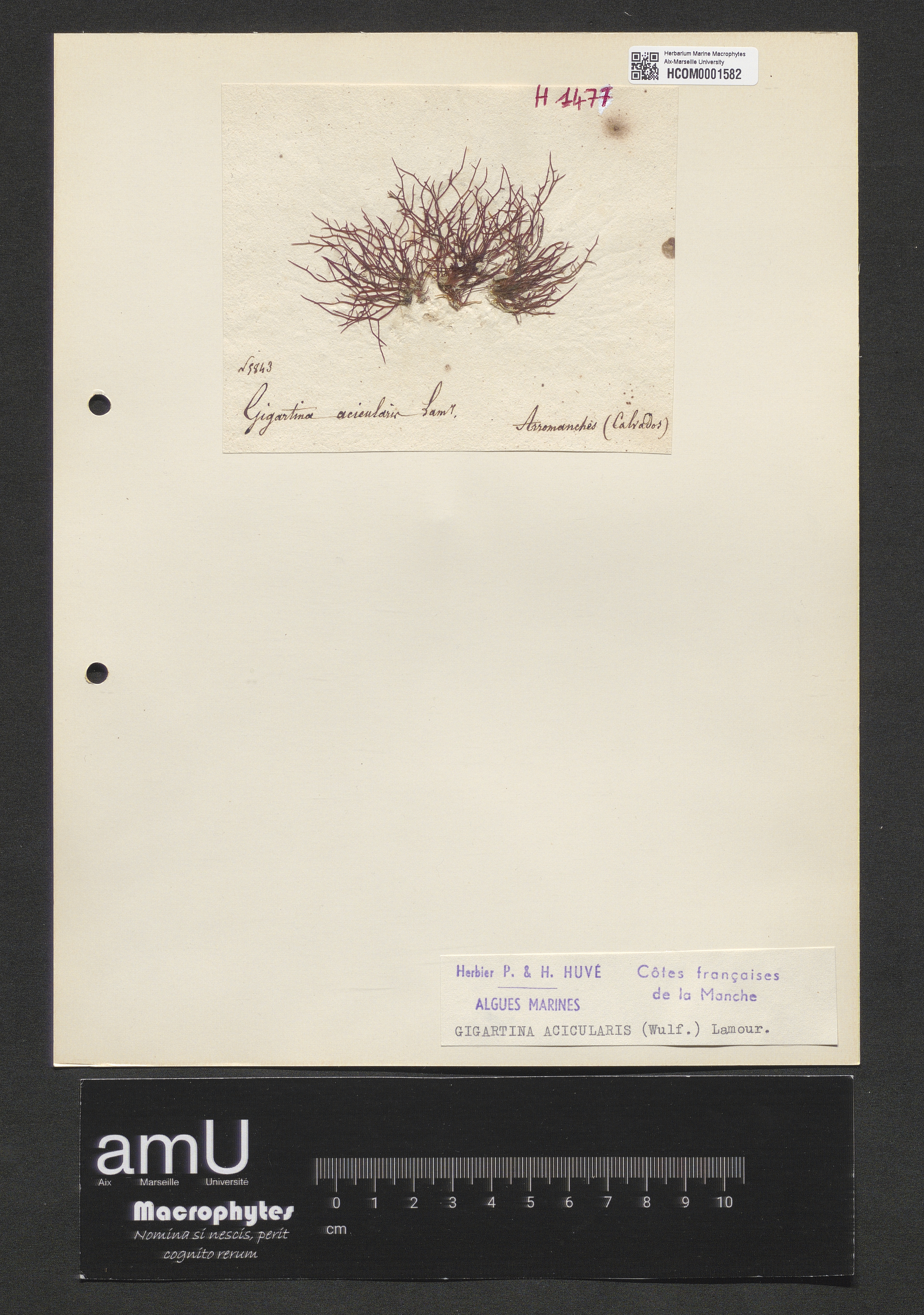 Gigartina acicularis specimen