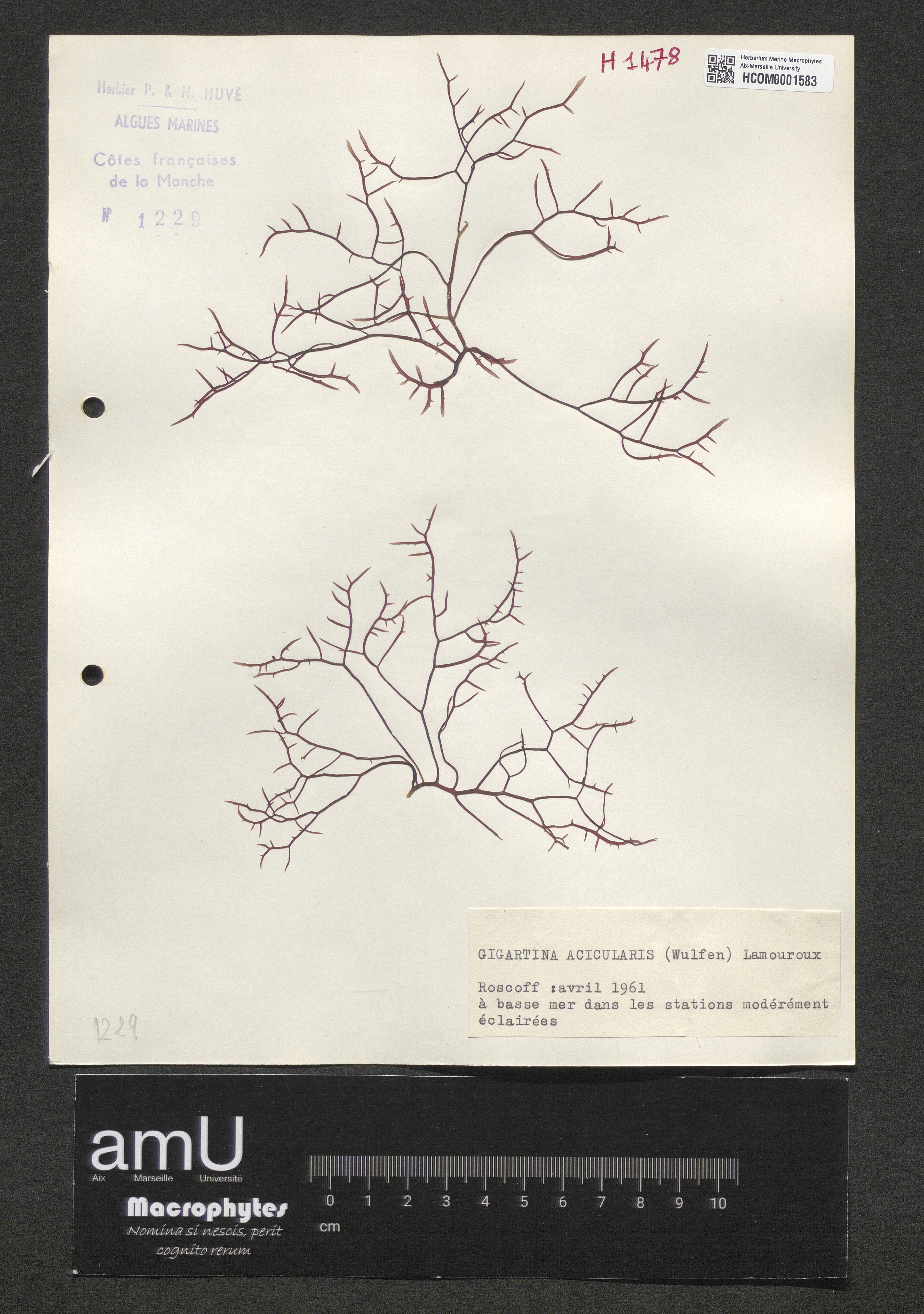 Gigartina acicularis specimen