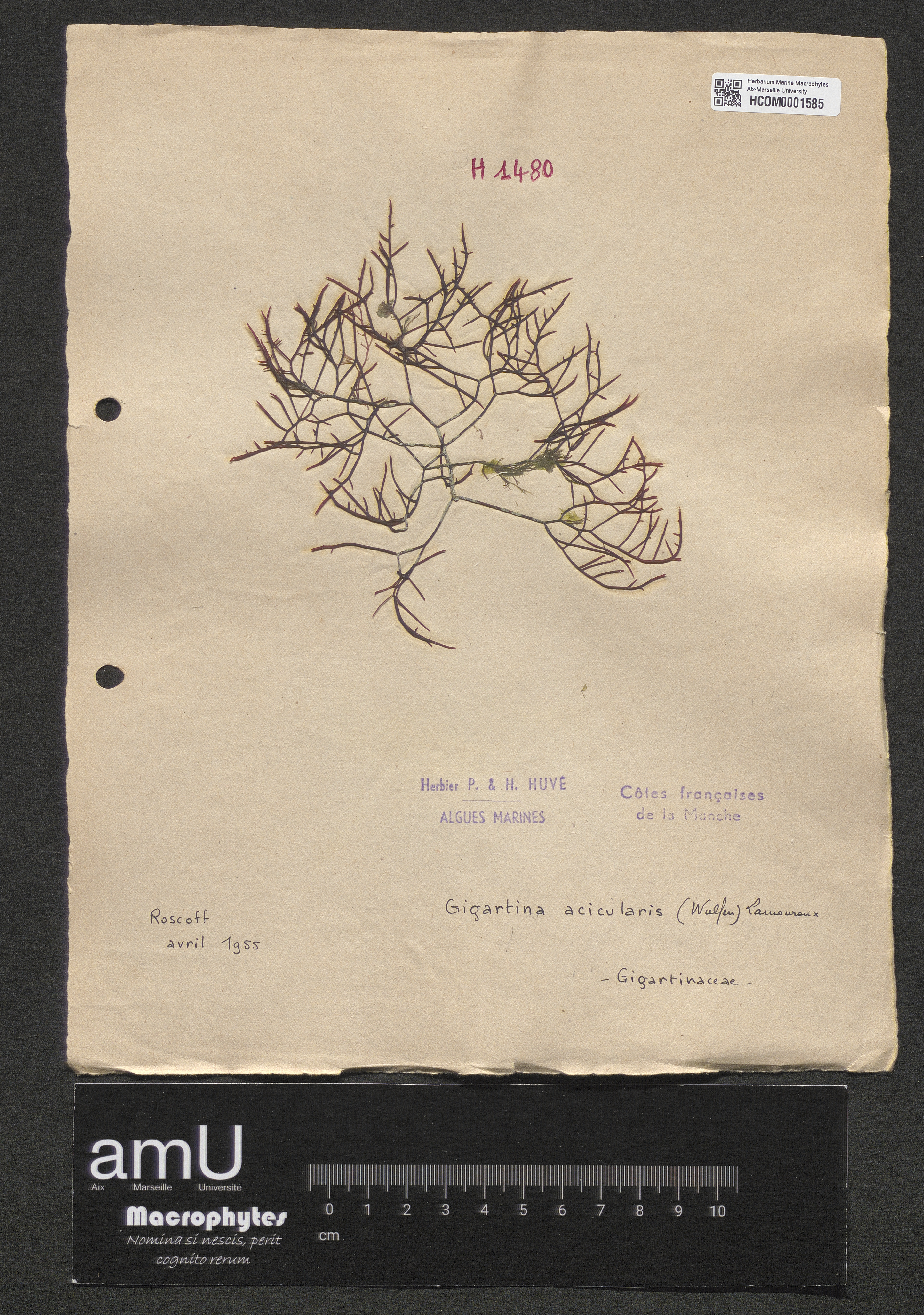 Gigartina acicularis specimen