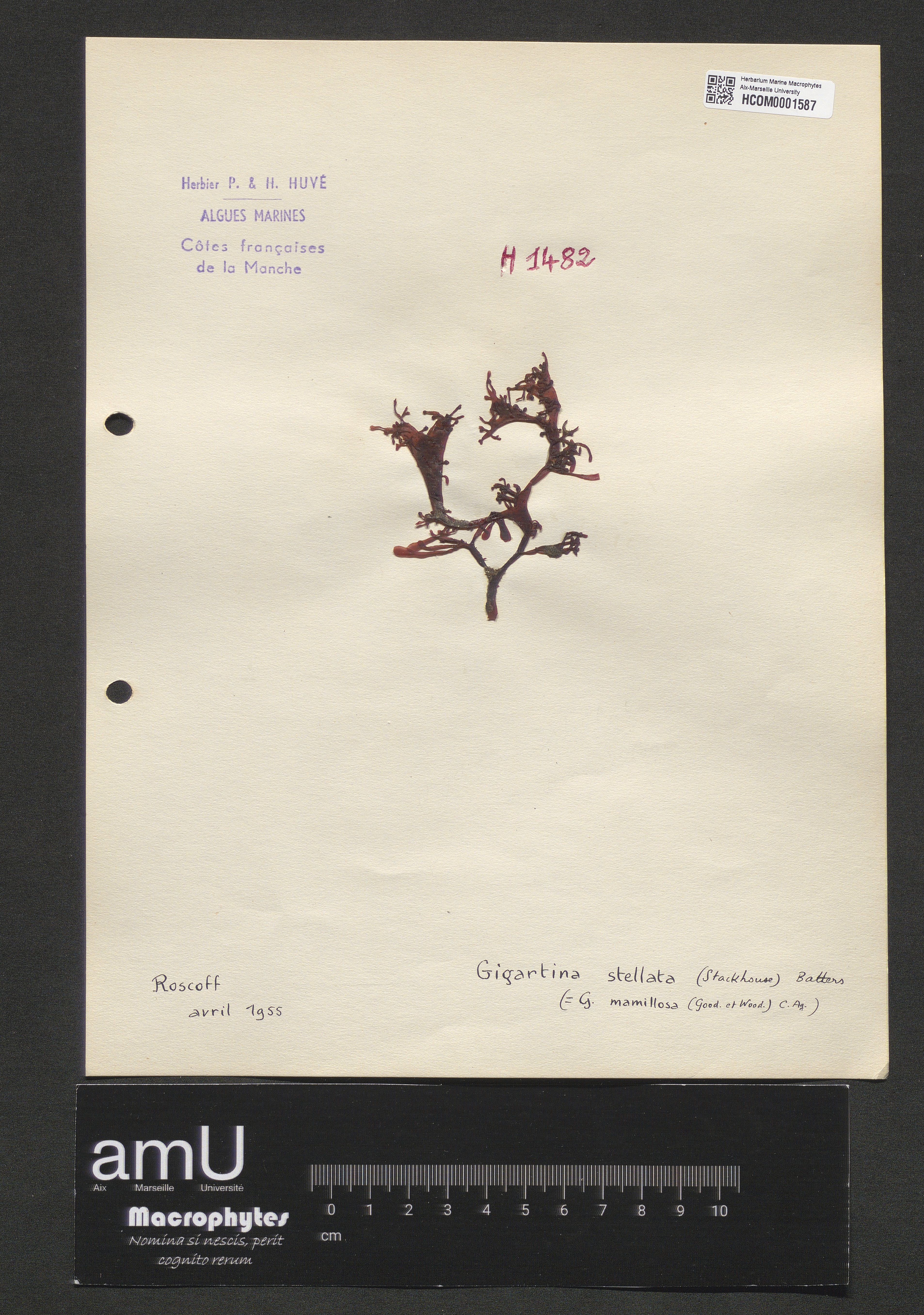 Gigartina stellata specimen