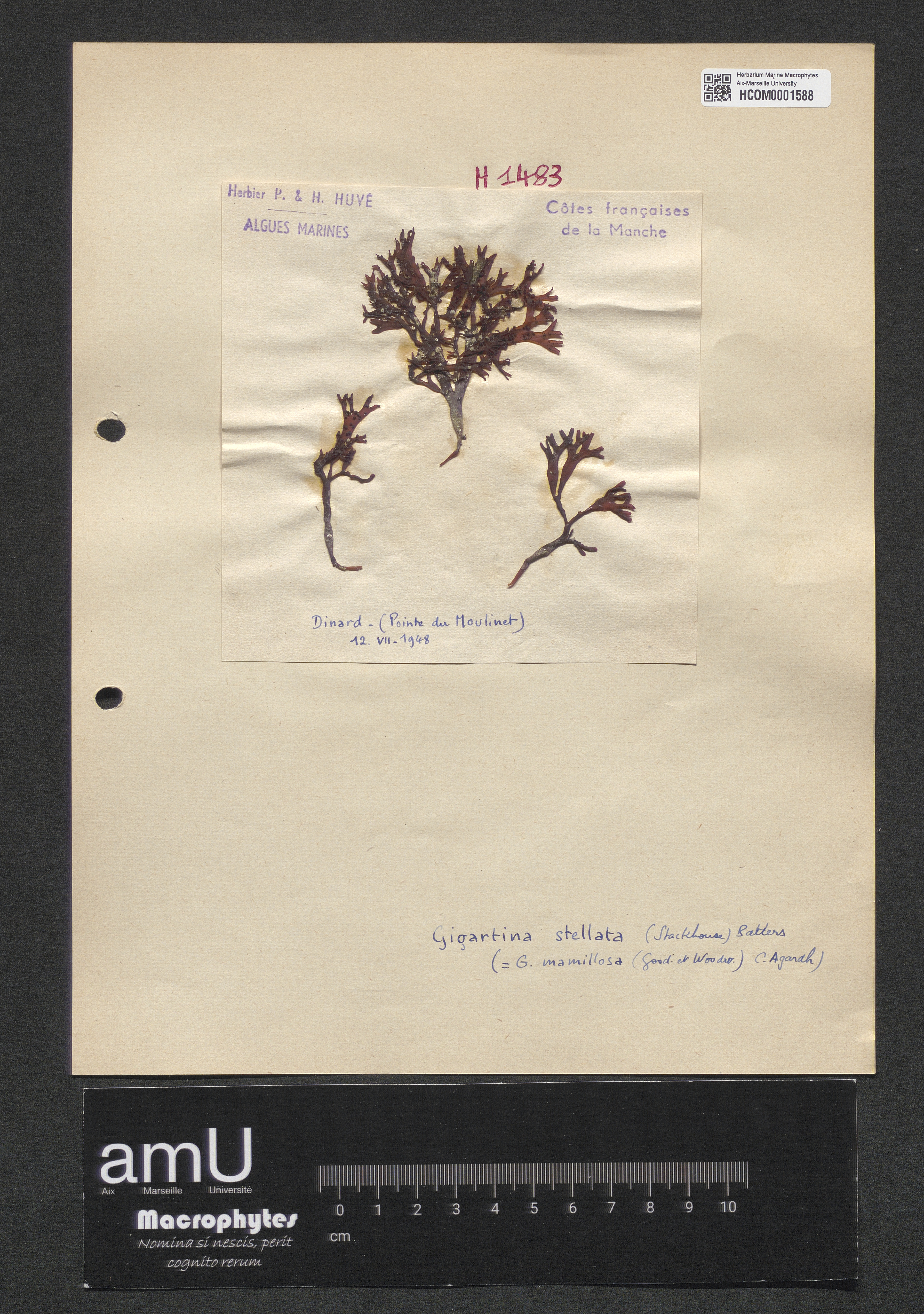 Gigartina stellata specimen