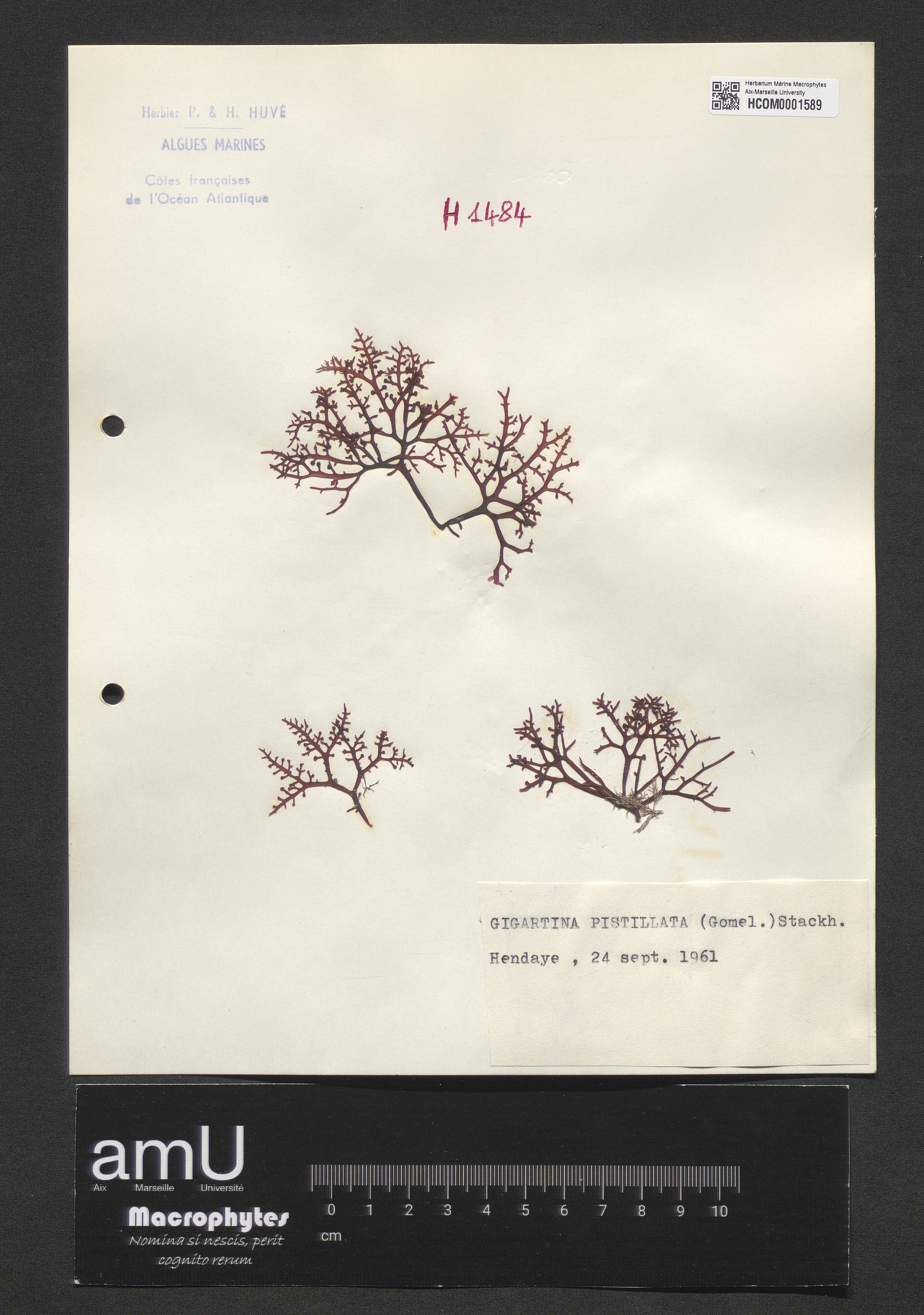 Gigartina pistillata specimen