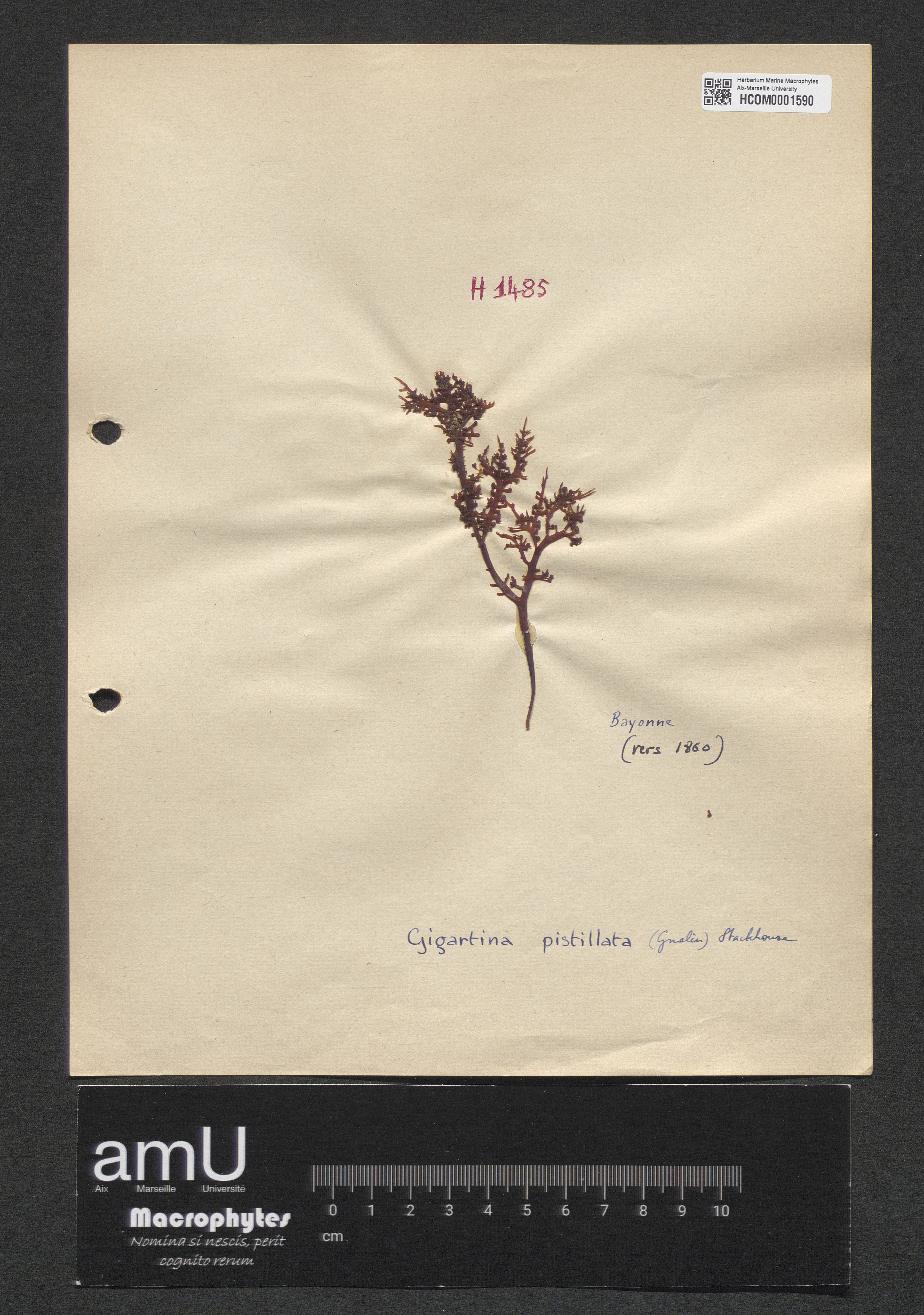 Gigartina pistillata specimen