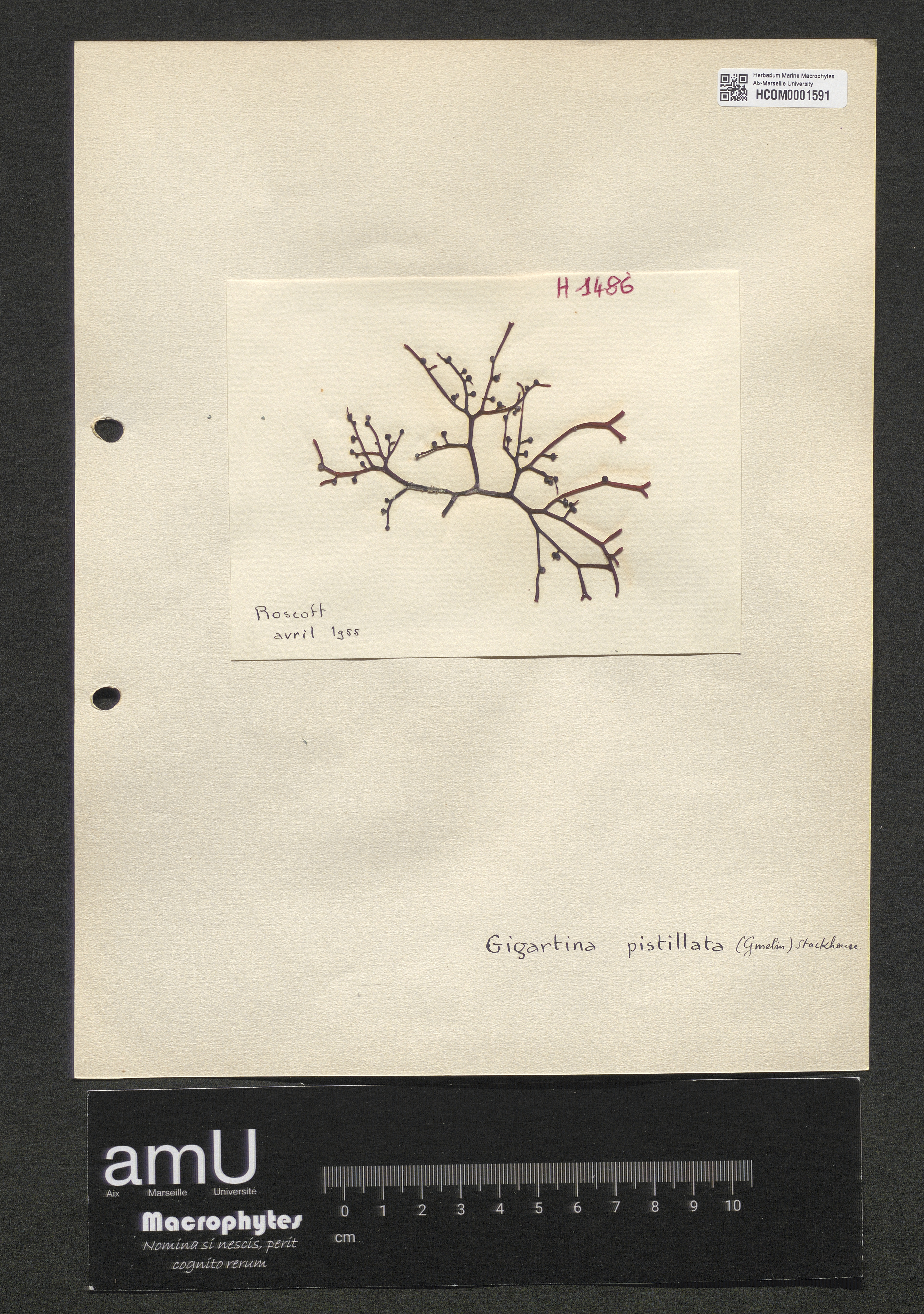 Gigartina pistillata specimen