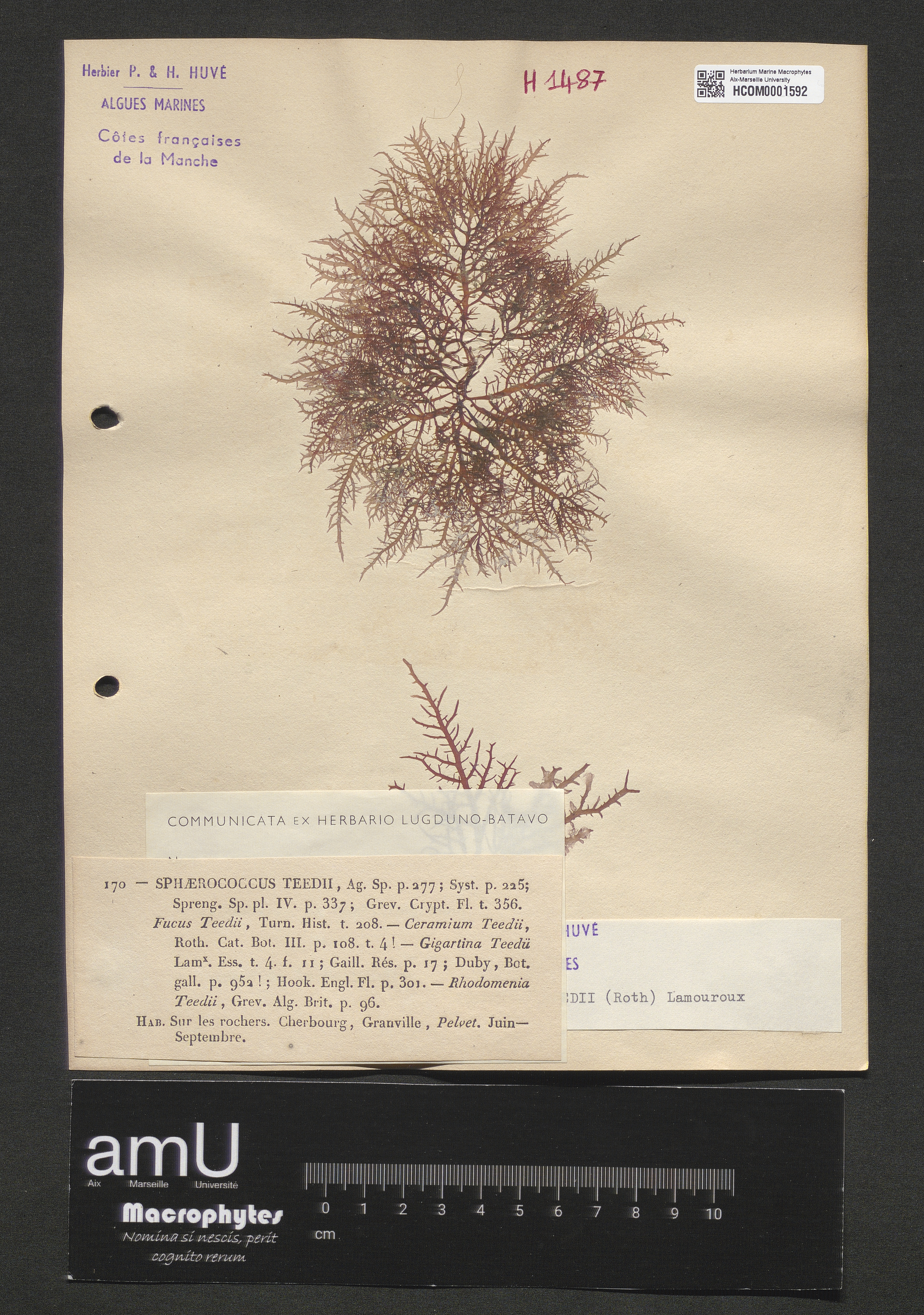 Gigartina teedii specimen