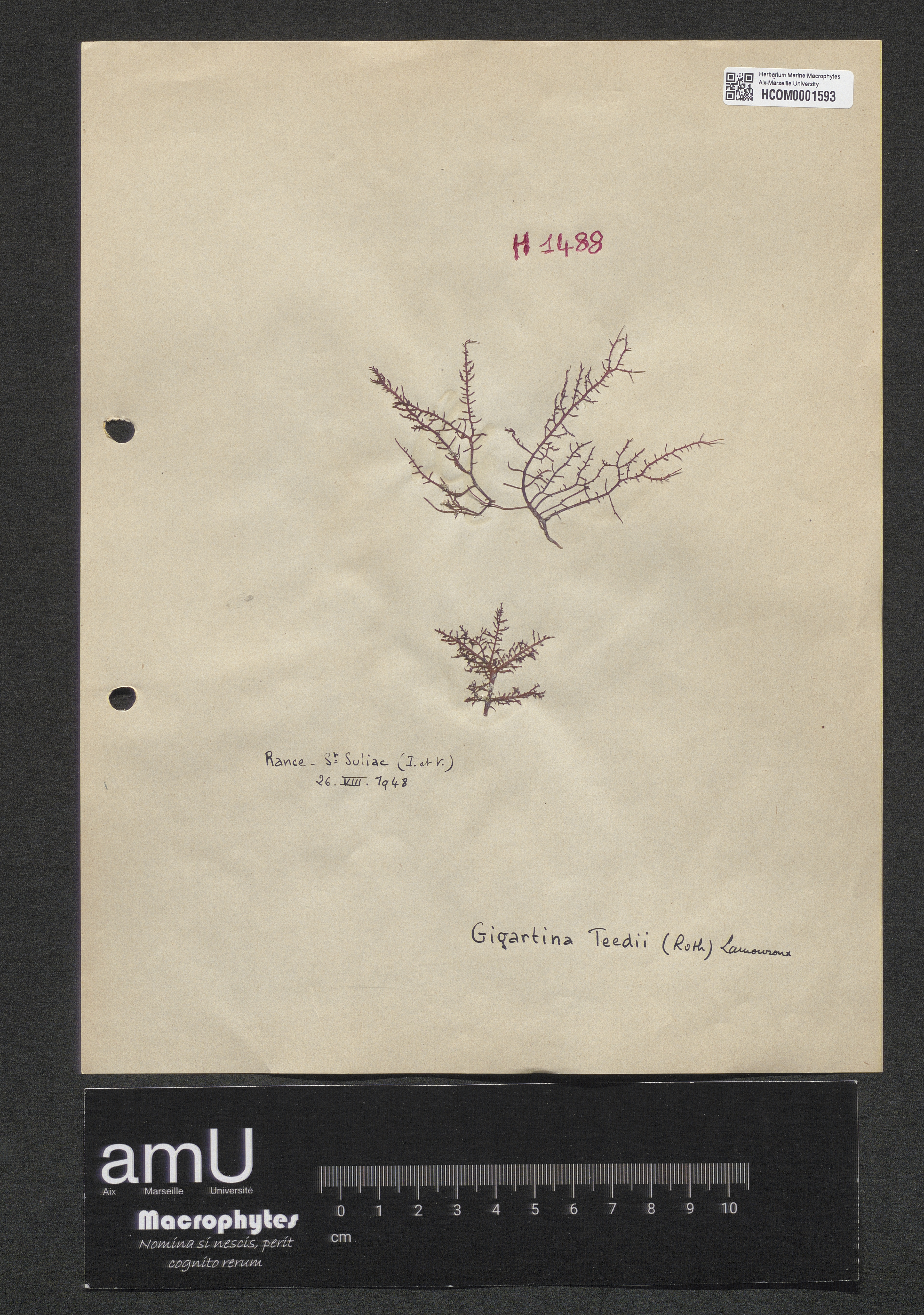 Gigartina teedii specimen