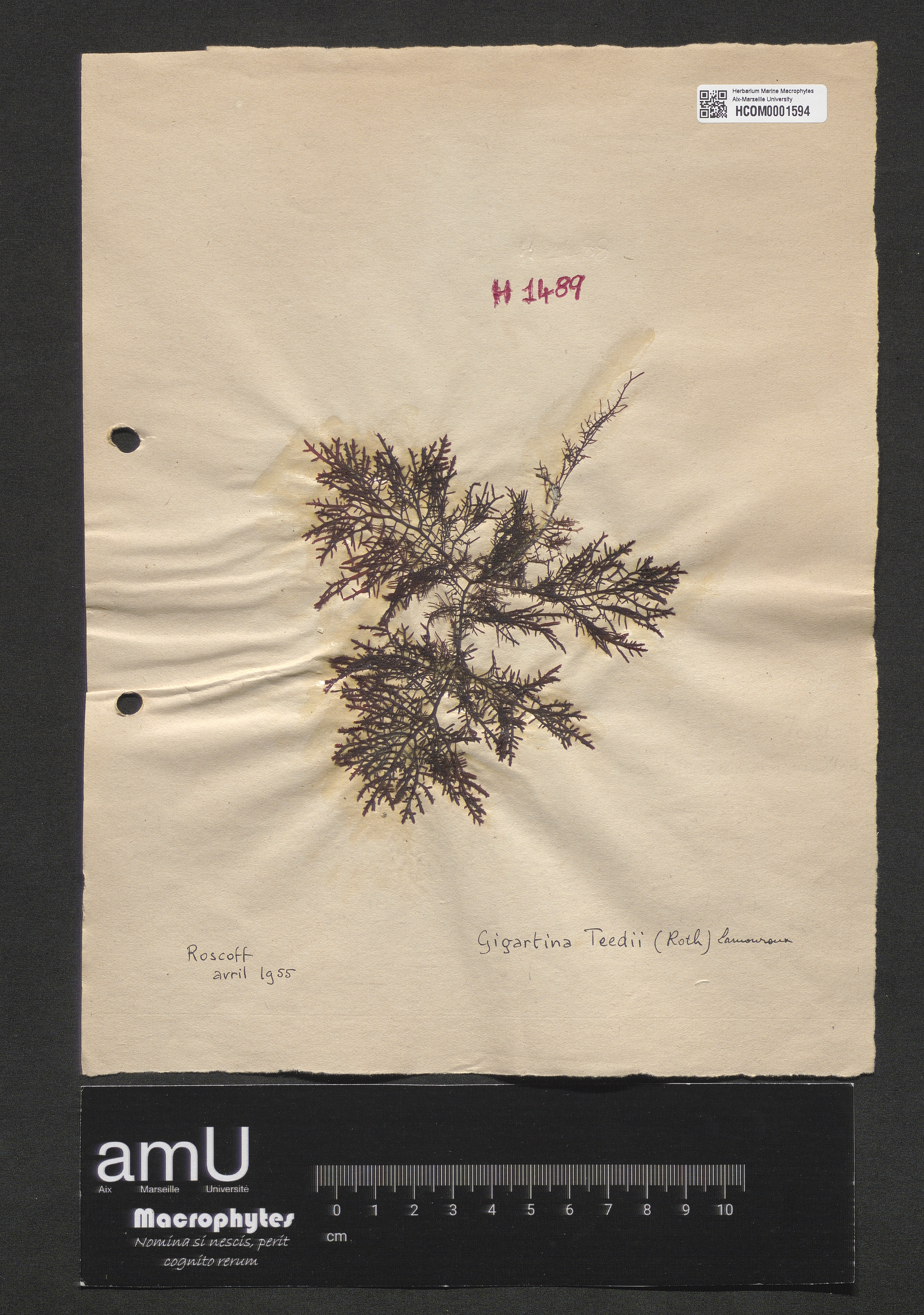 Gigartina teedii specimen