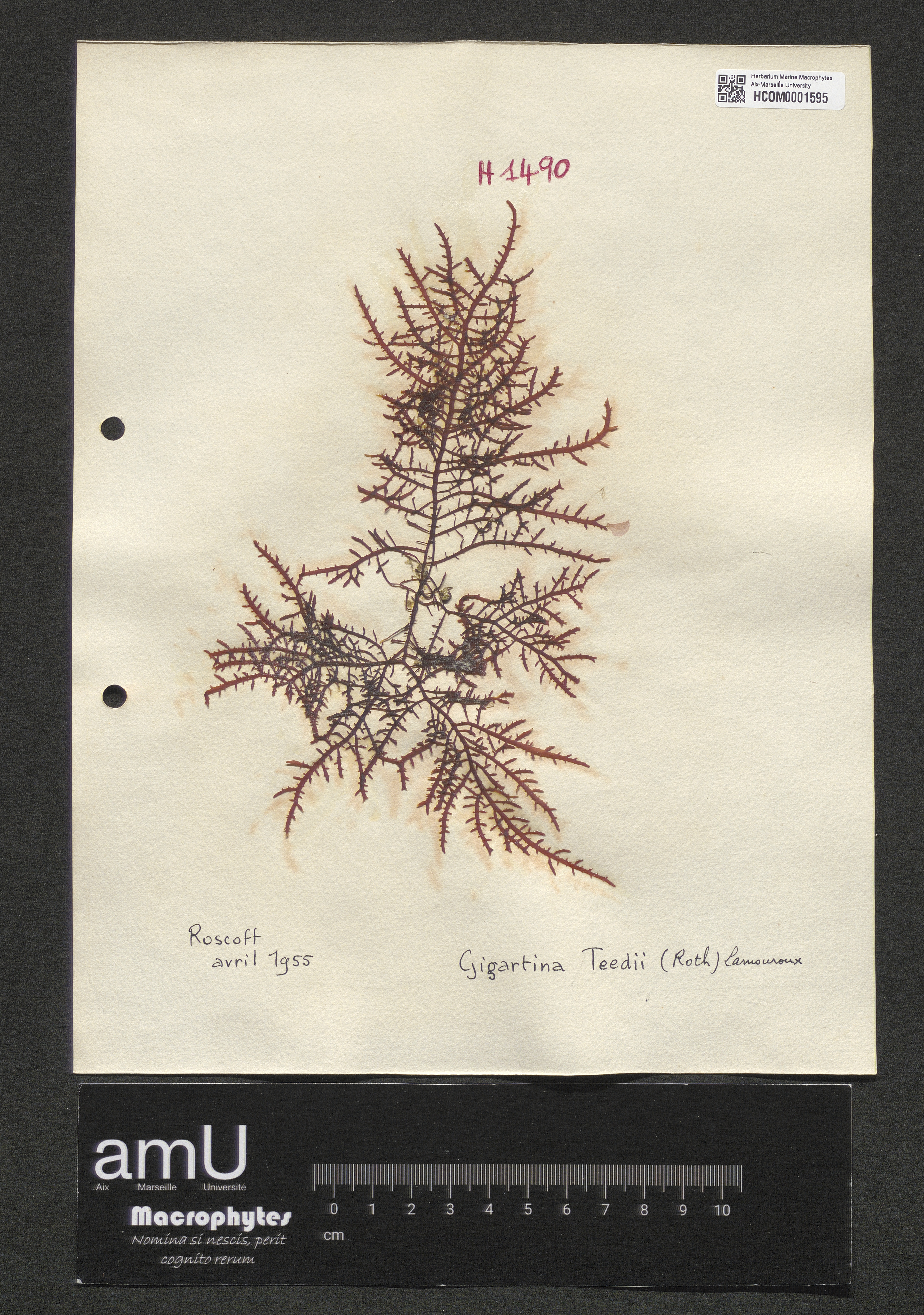 Gigartina teedii specimen