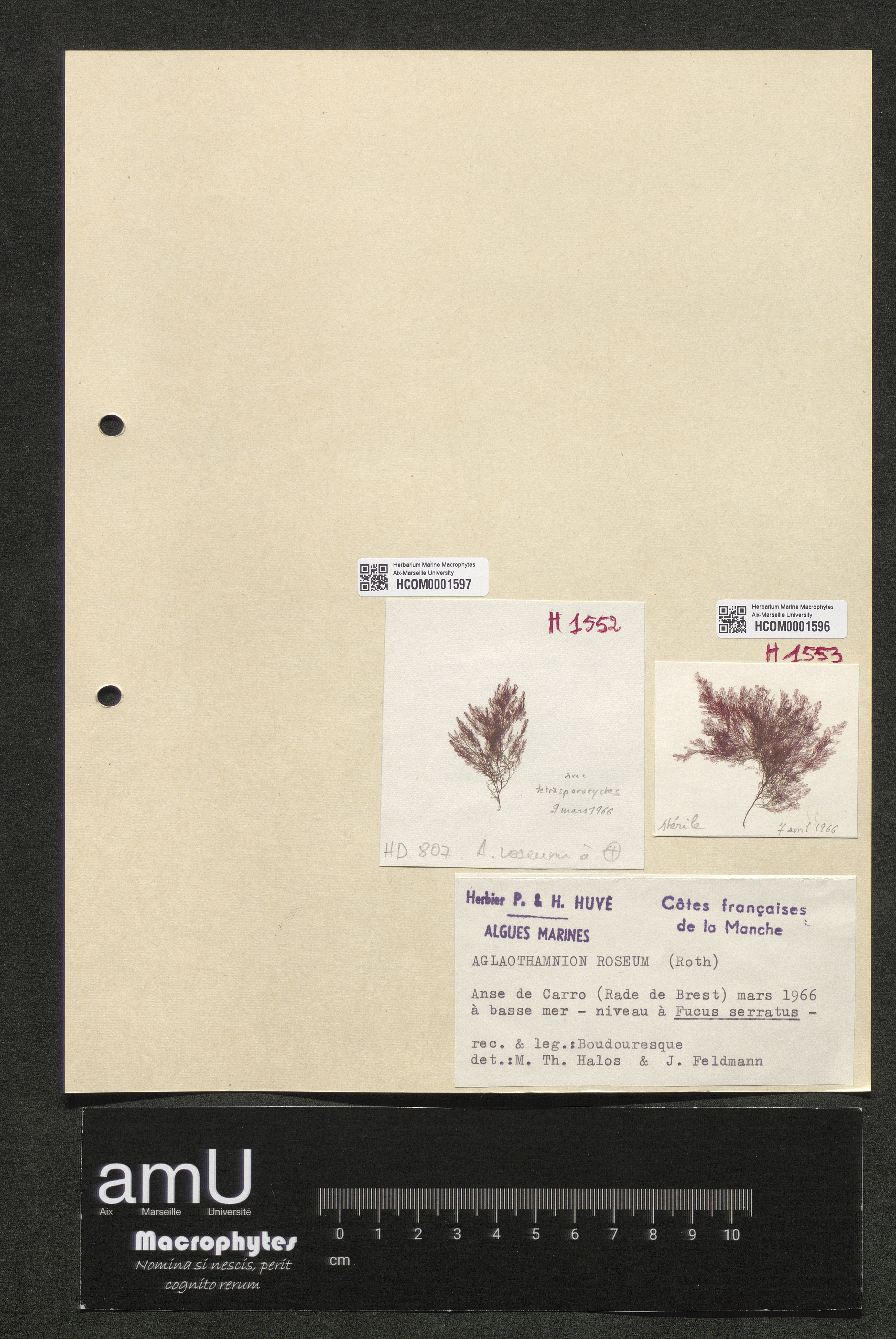 Aglaothamnion roseum specimen