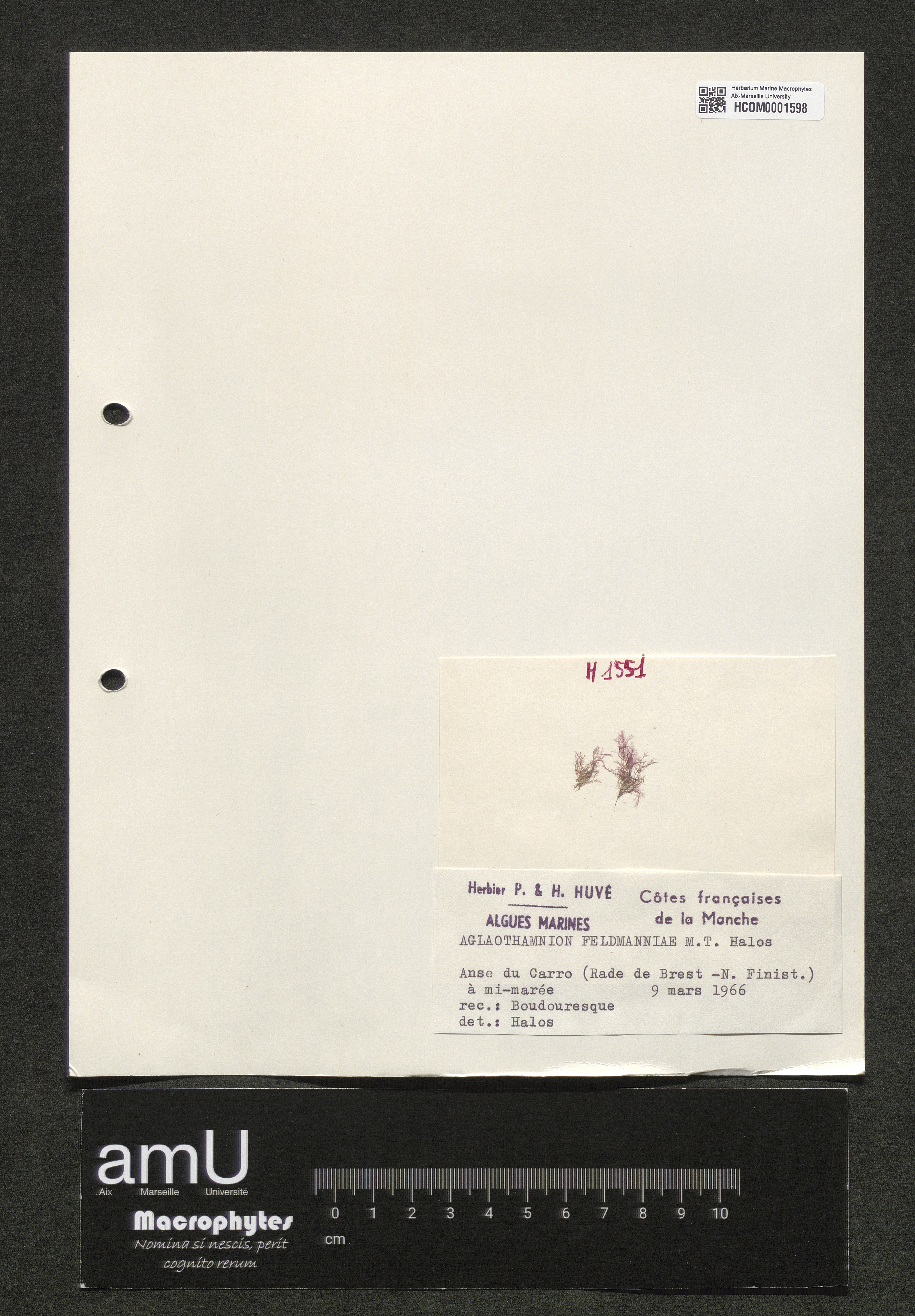 Aglaothamnion feldmanniae specimen