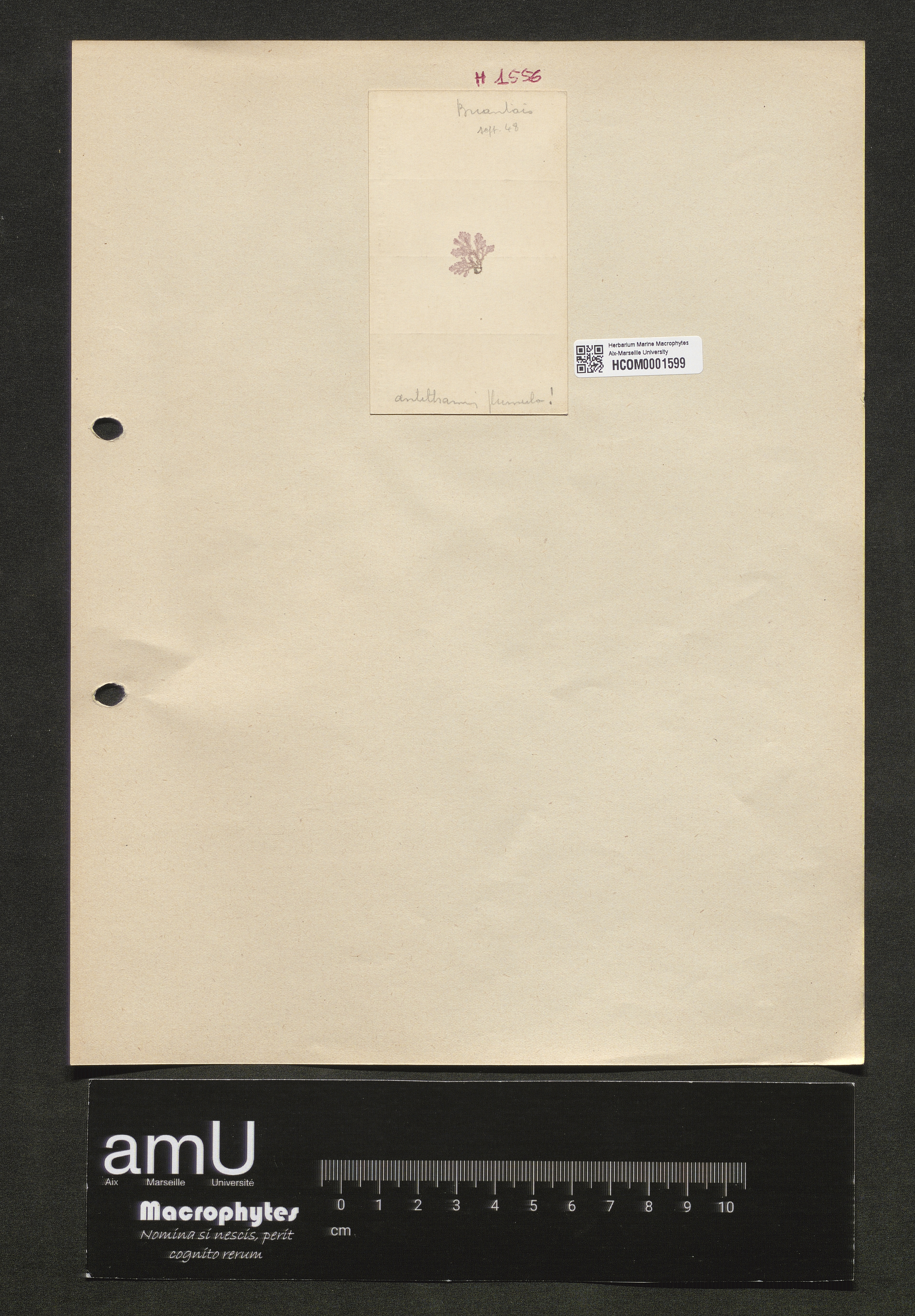 Antithamnion plumula specimen