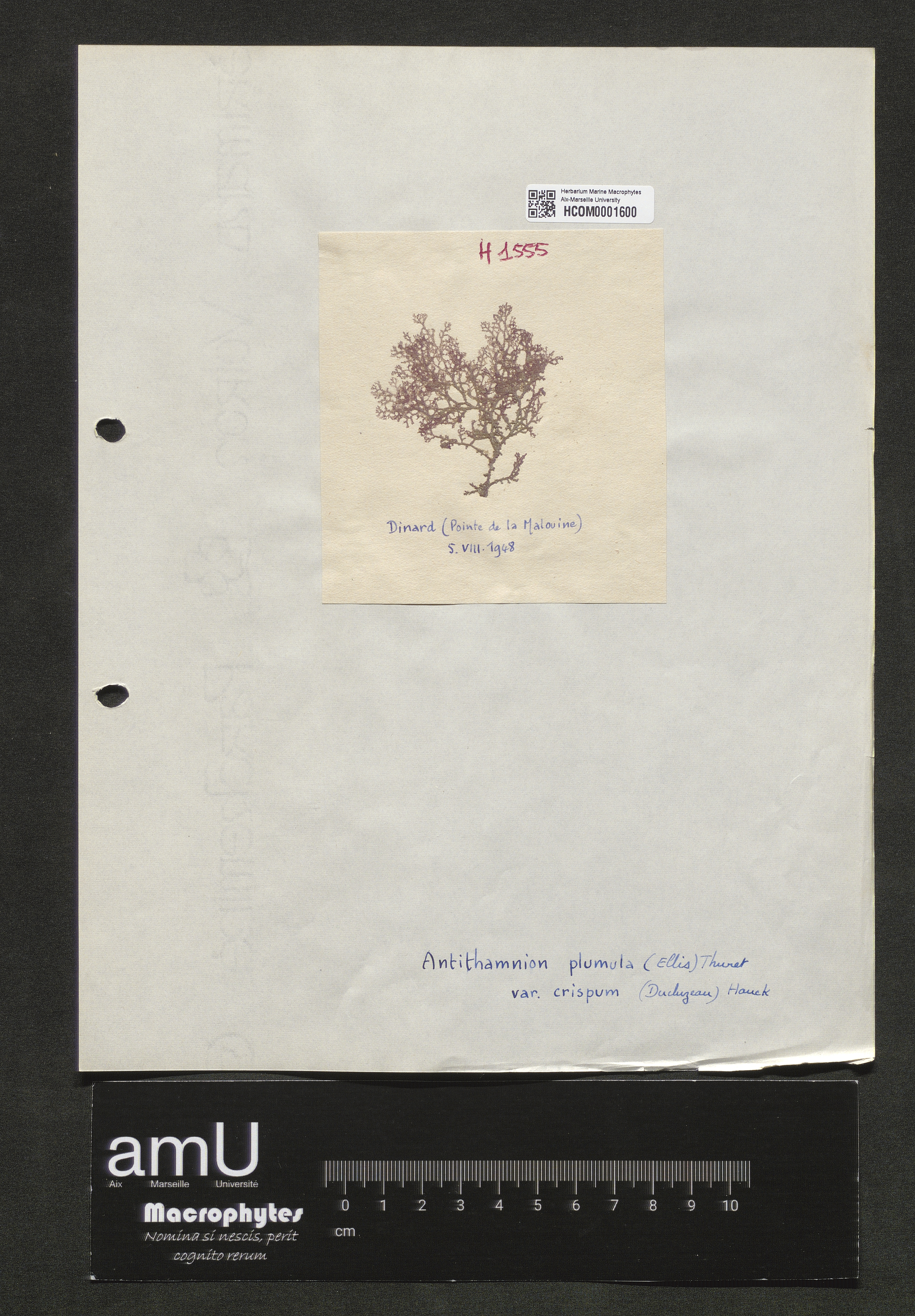 Antithamnion plumula var. crispum specimen