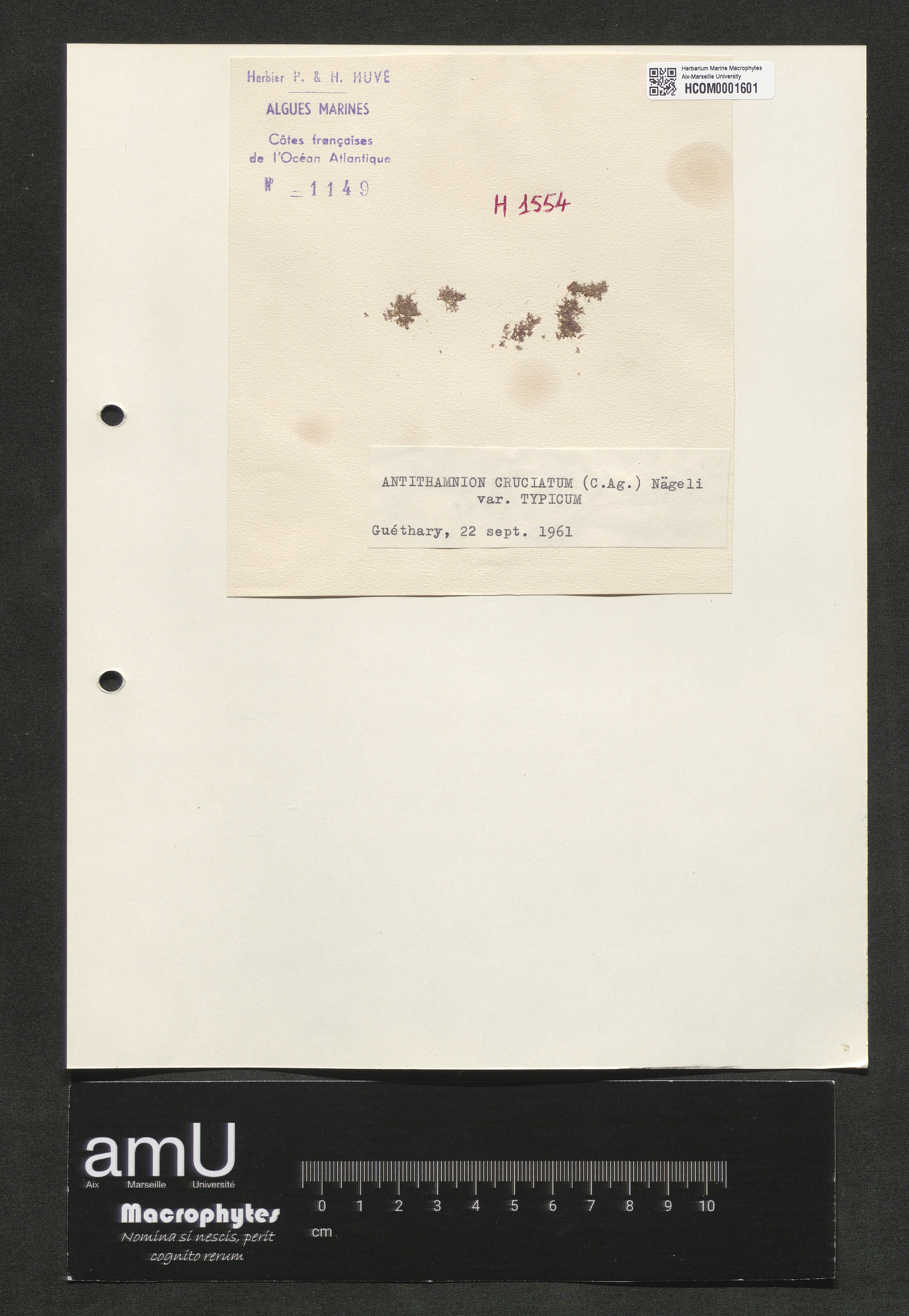 Antithamnion cruciatum var. typicum specimen