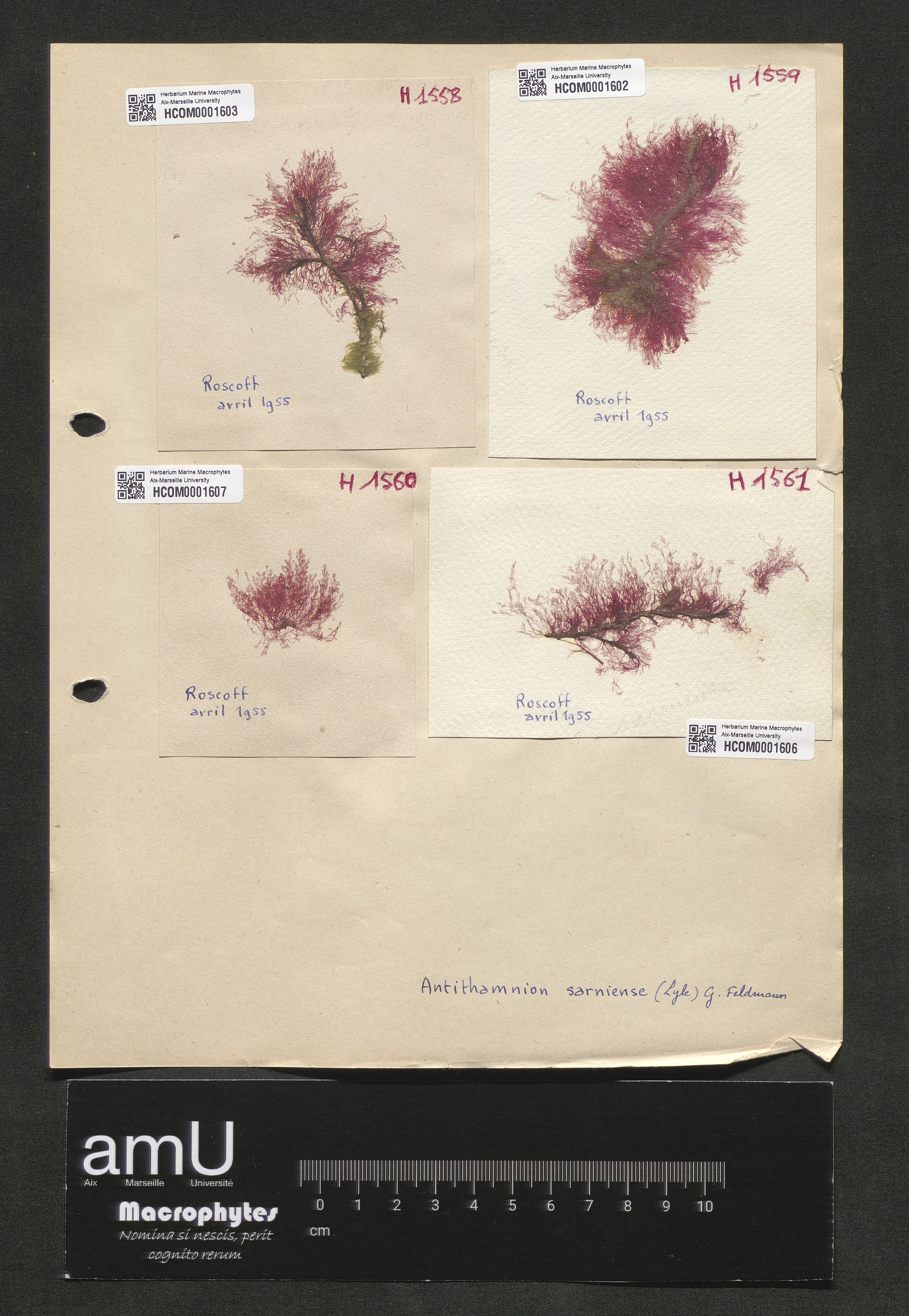 Antithamnion sarniense specimen