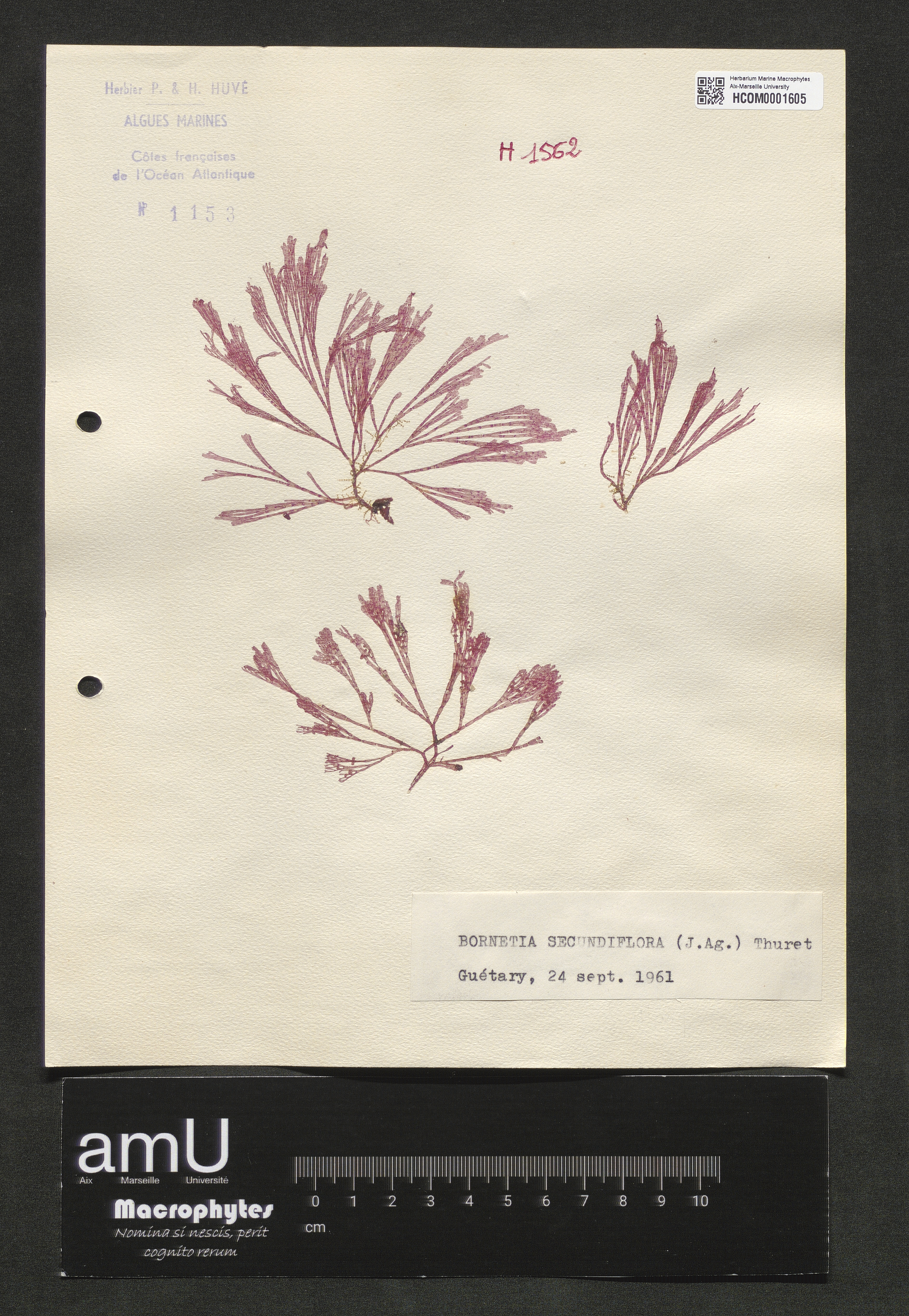 Bornetia secundiflora specimen