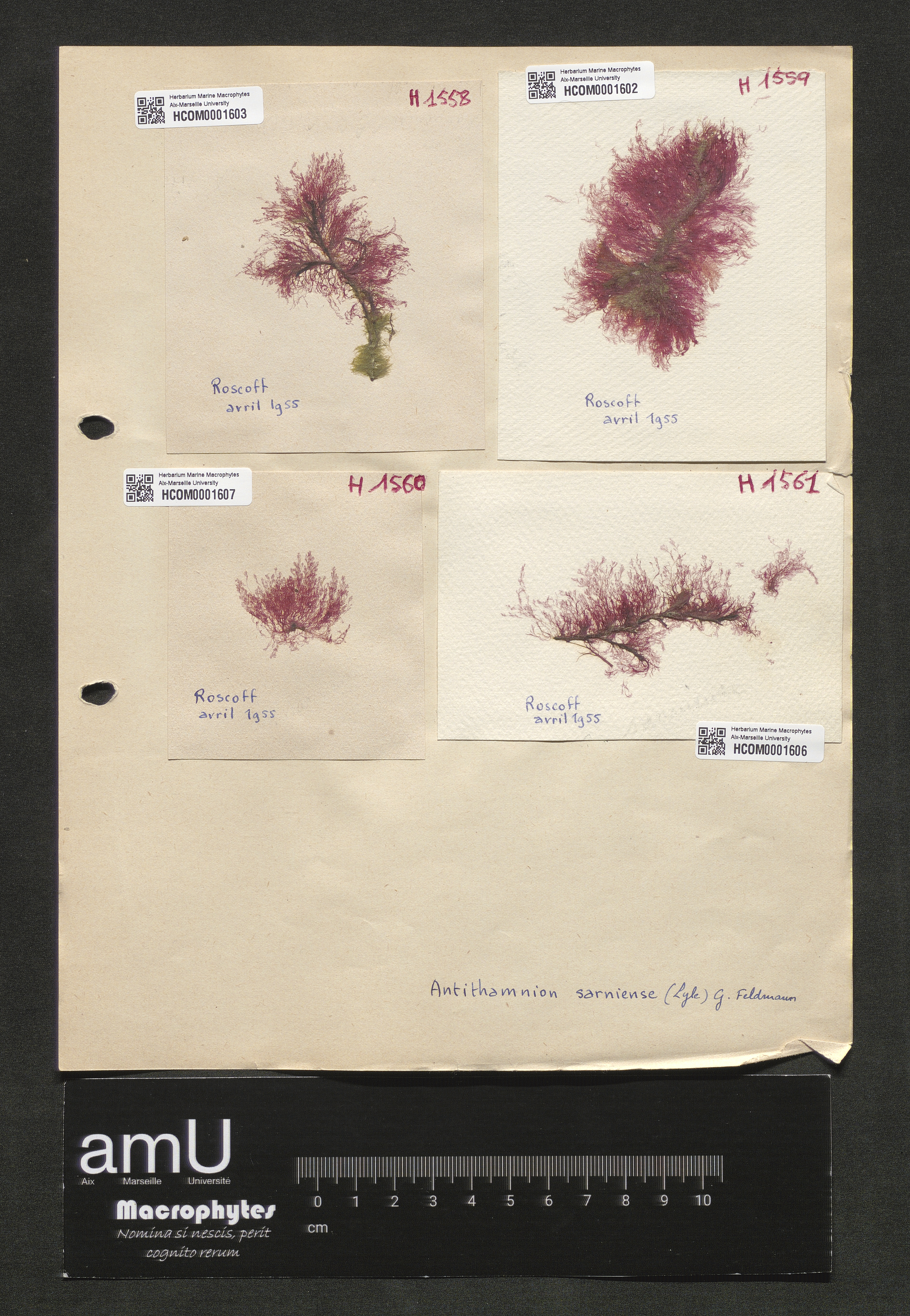 Antithamnion sarniense specimen