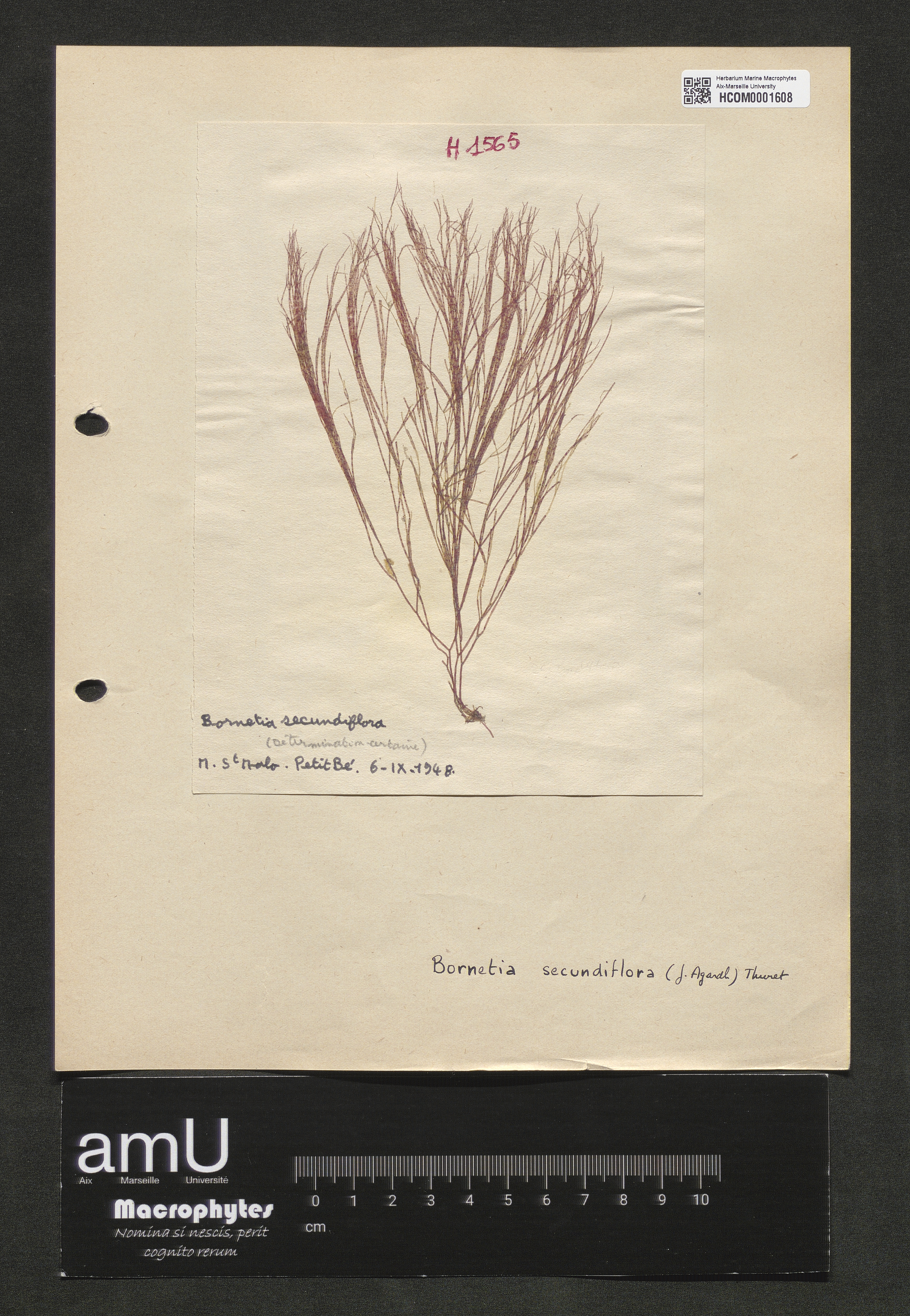 Bornetia secundiflora specimen