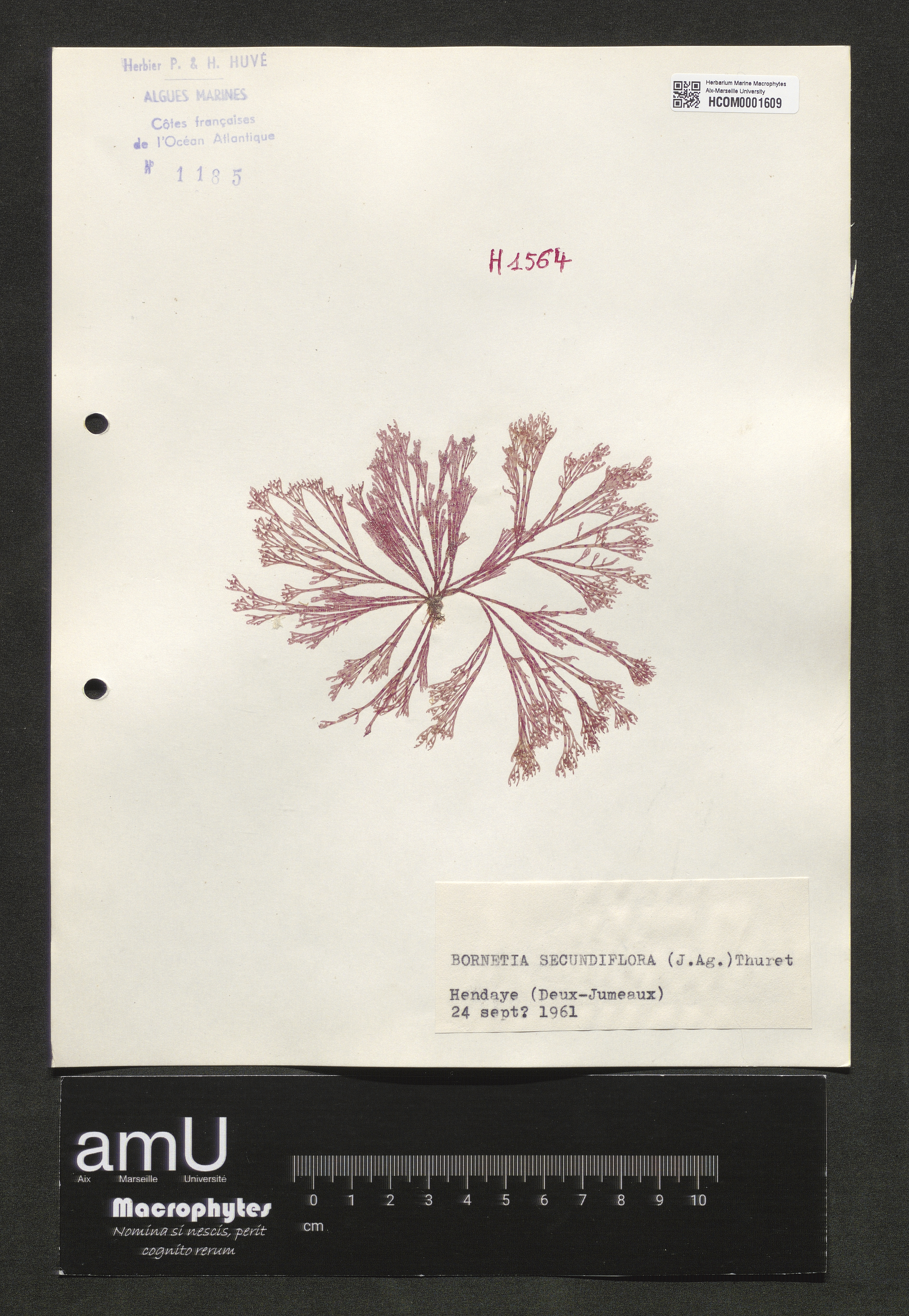 Bornetia secundiflora specimen