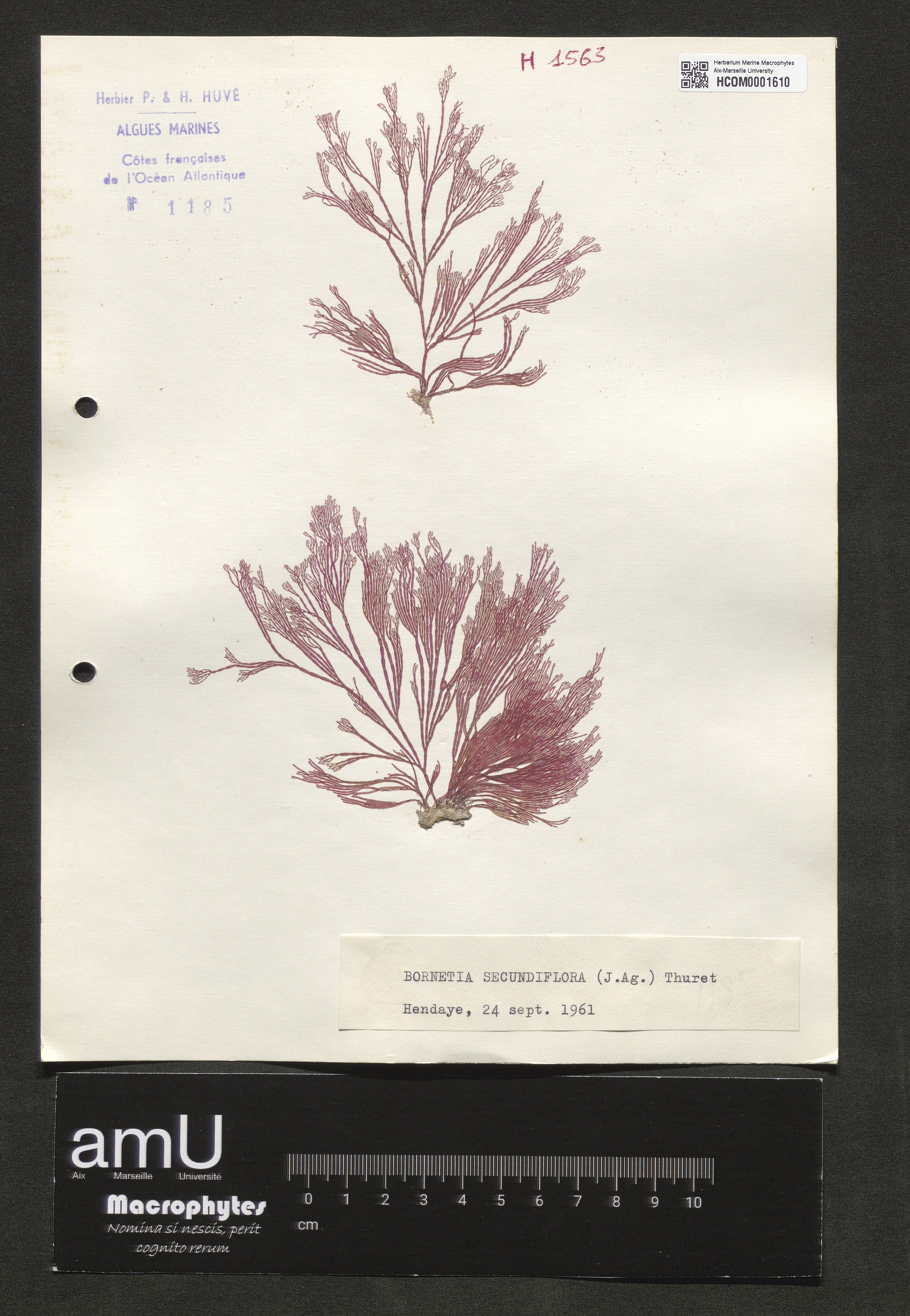 Bornetia secundiflora specimen