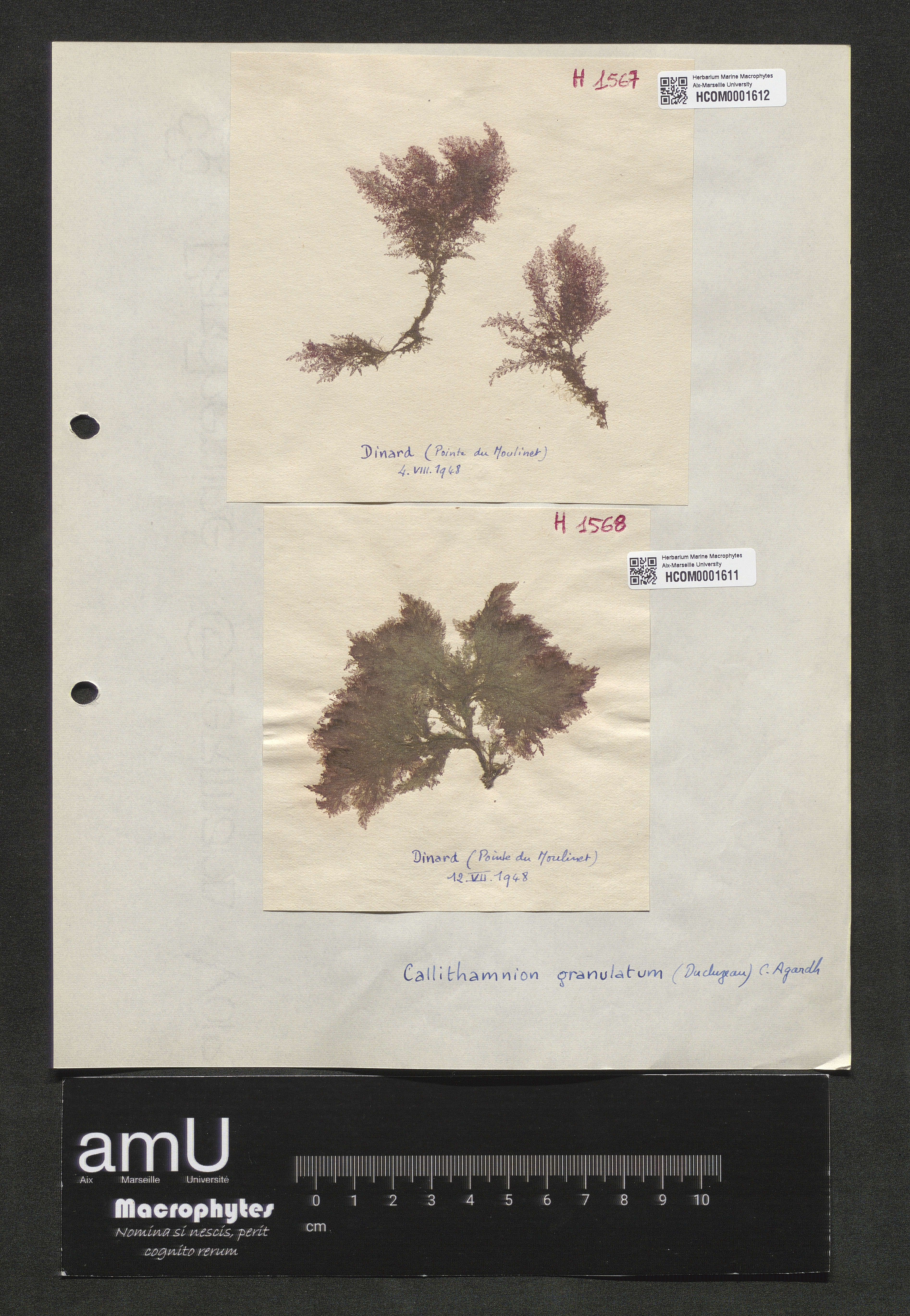 Calythamnion granulatumum specimen