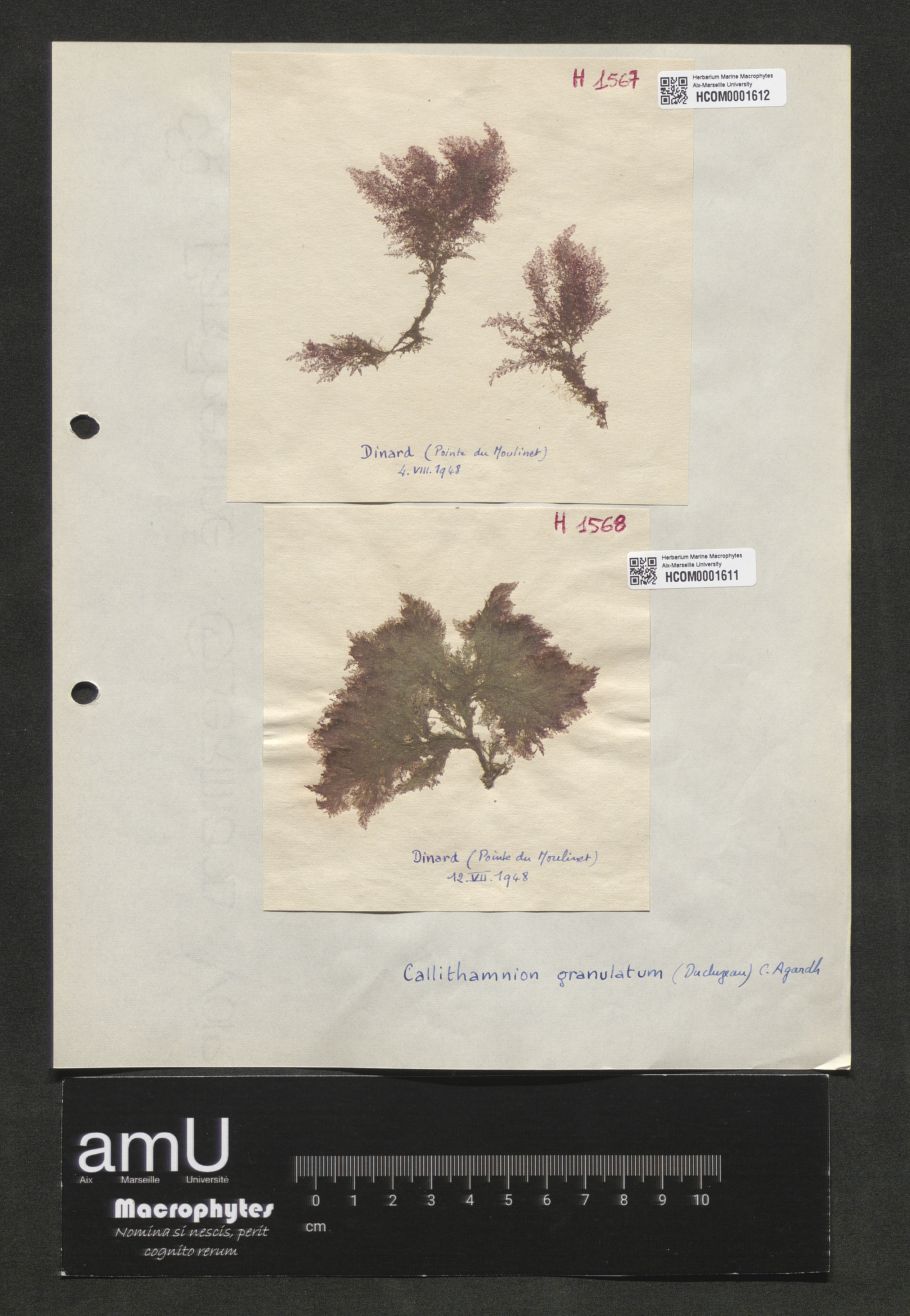 Calythamnion granulatumum specimen